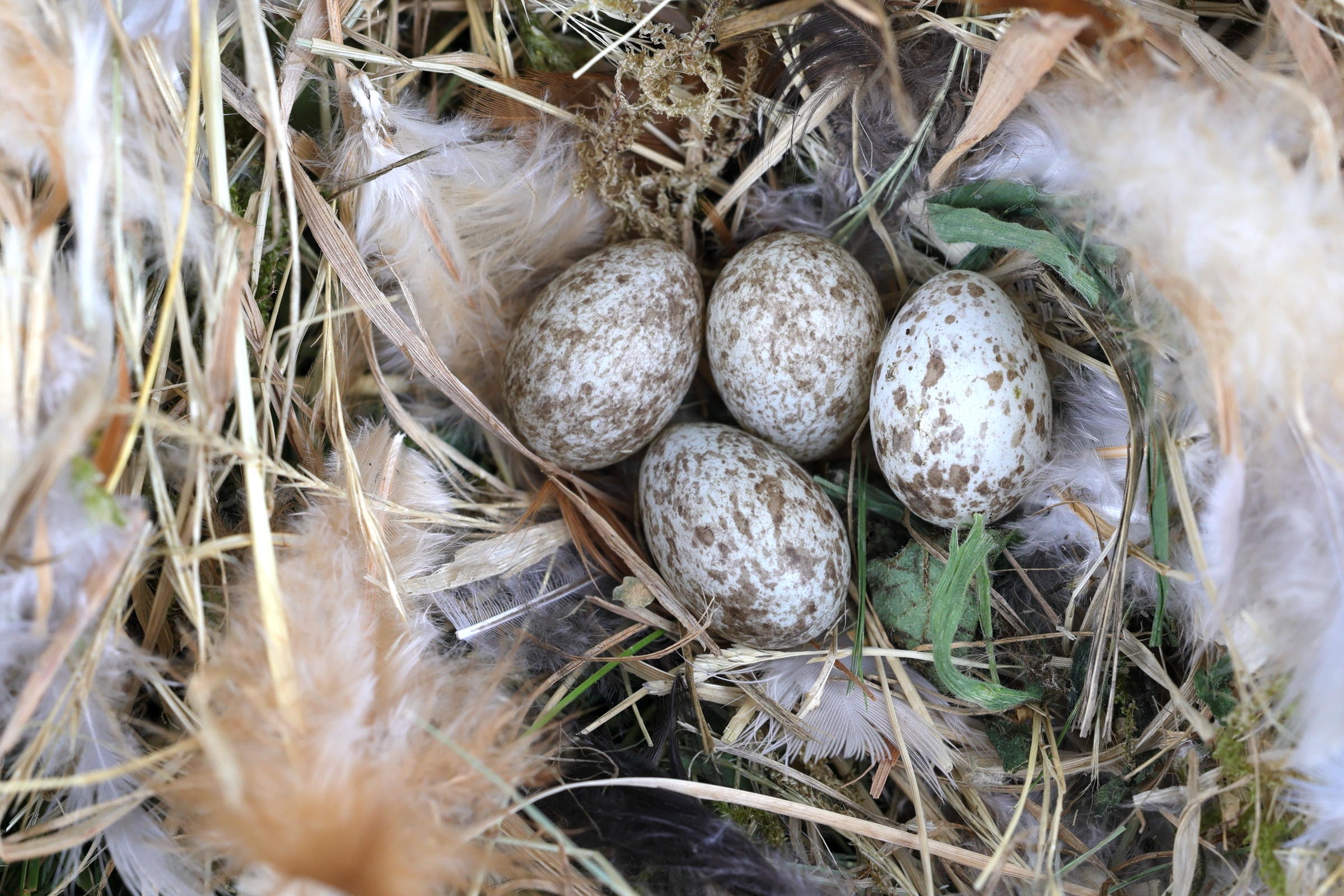 moineau_domestique_-_passer_domesticus9md