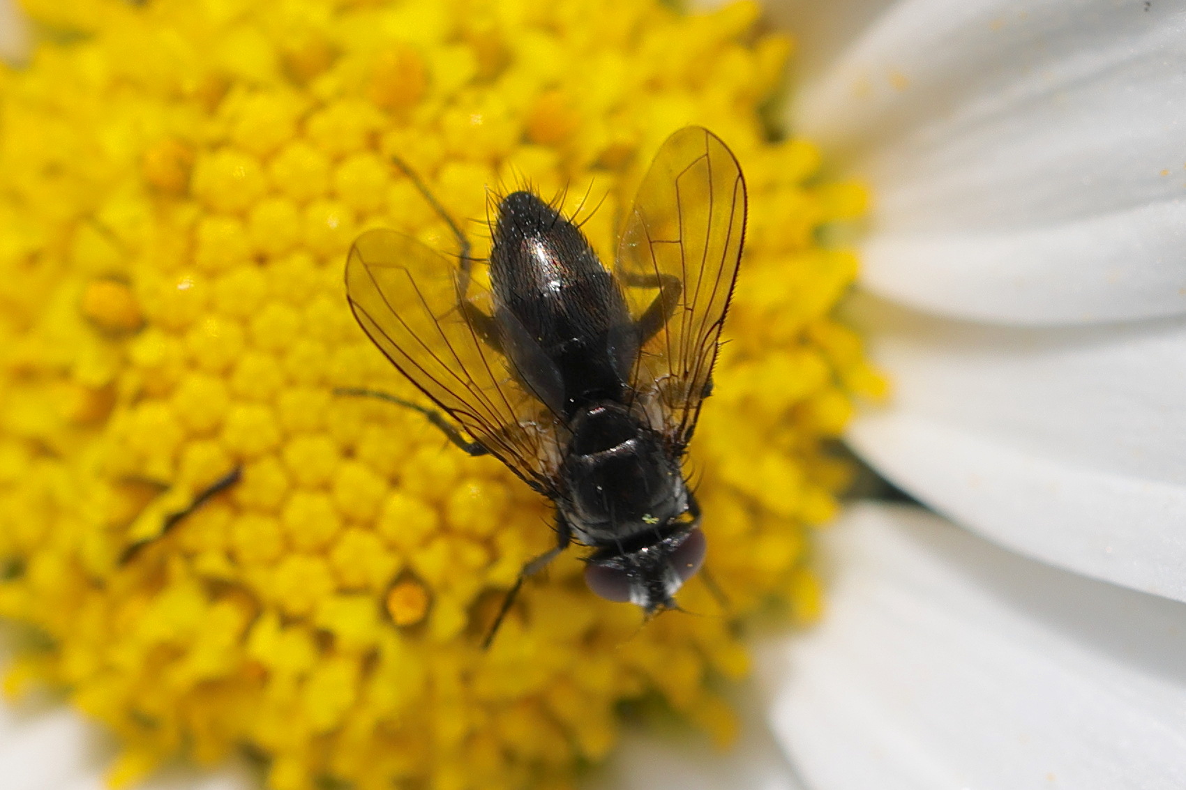 rhinophora_lepida5md