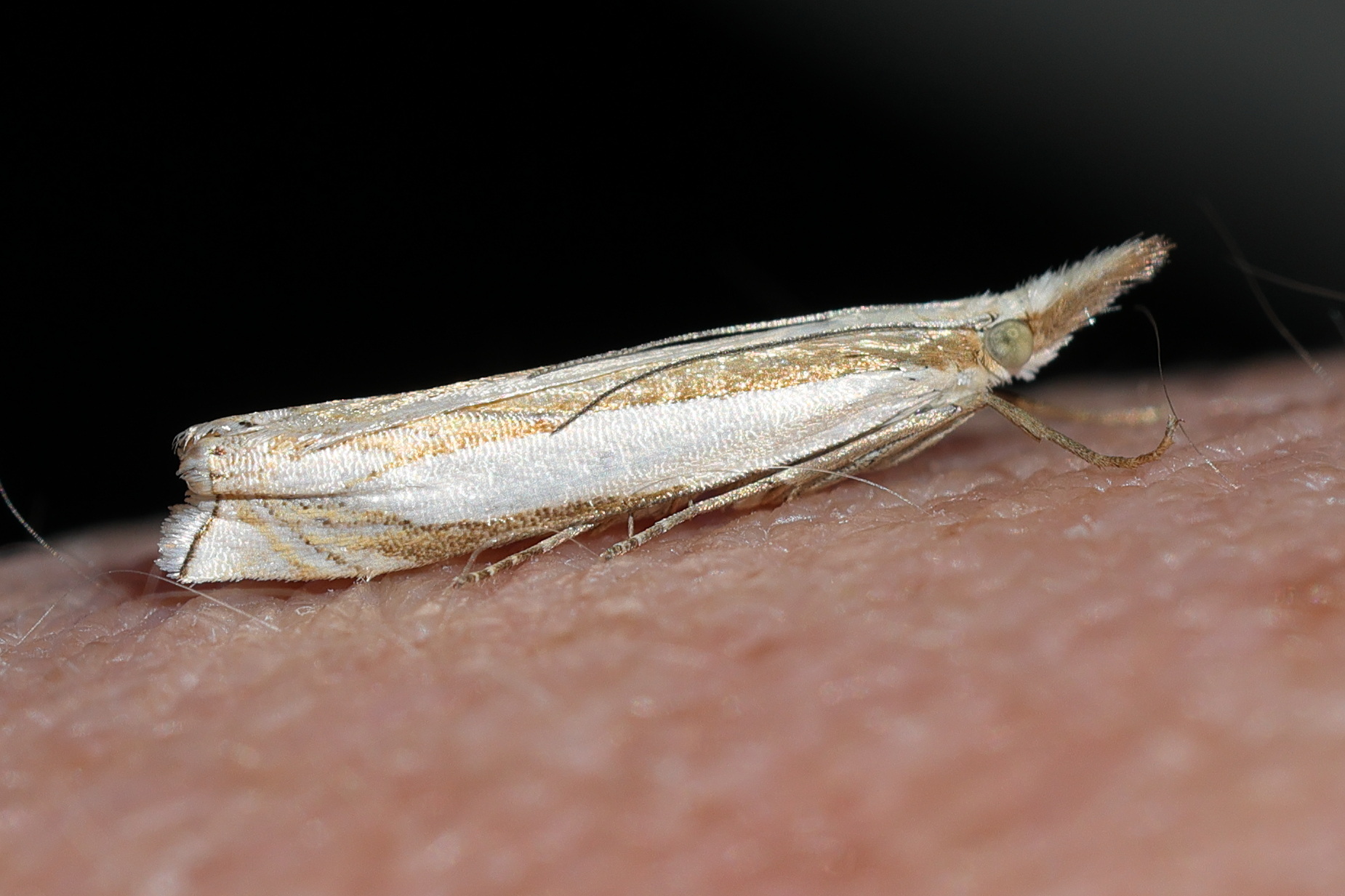 crambus_pascuella2md