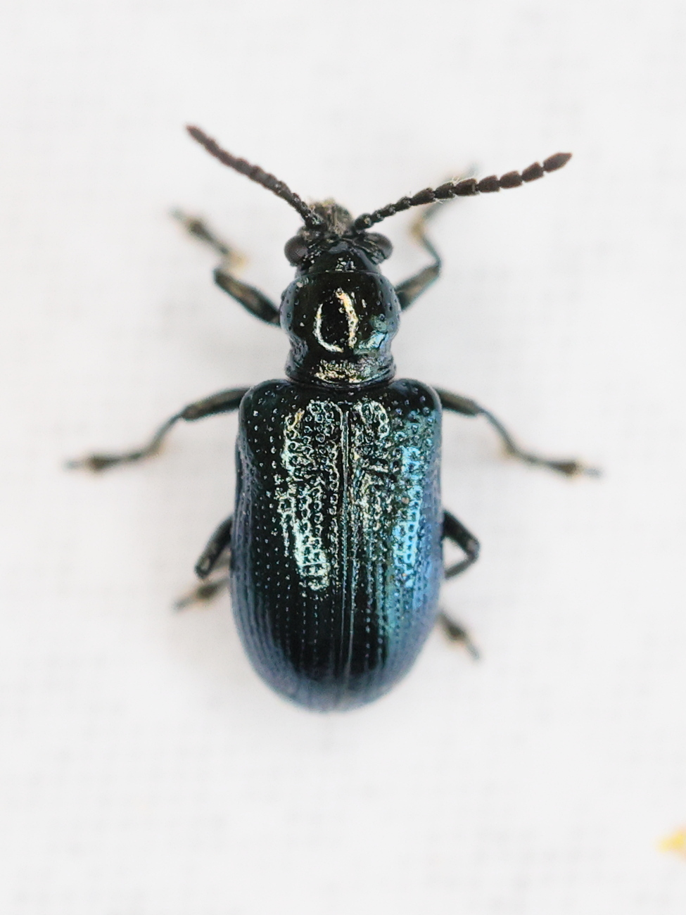 Afficher le média oulema_gallaeciana4md oulema_gallaeciana4md