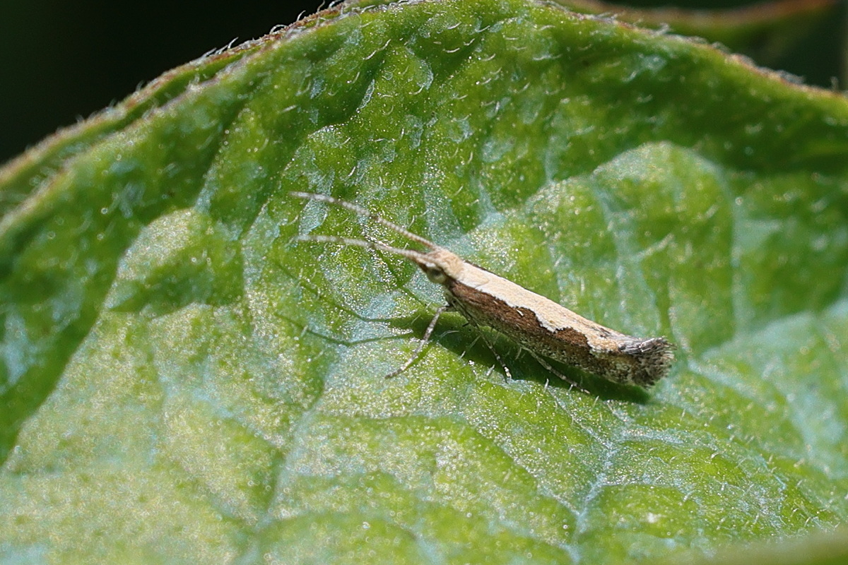 plutella_xylostella1md