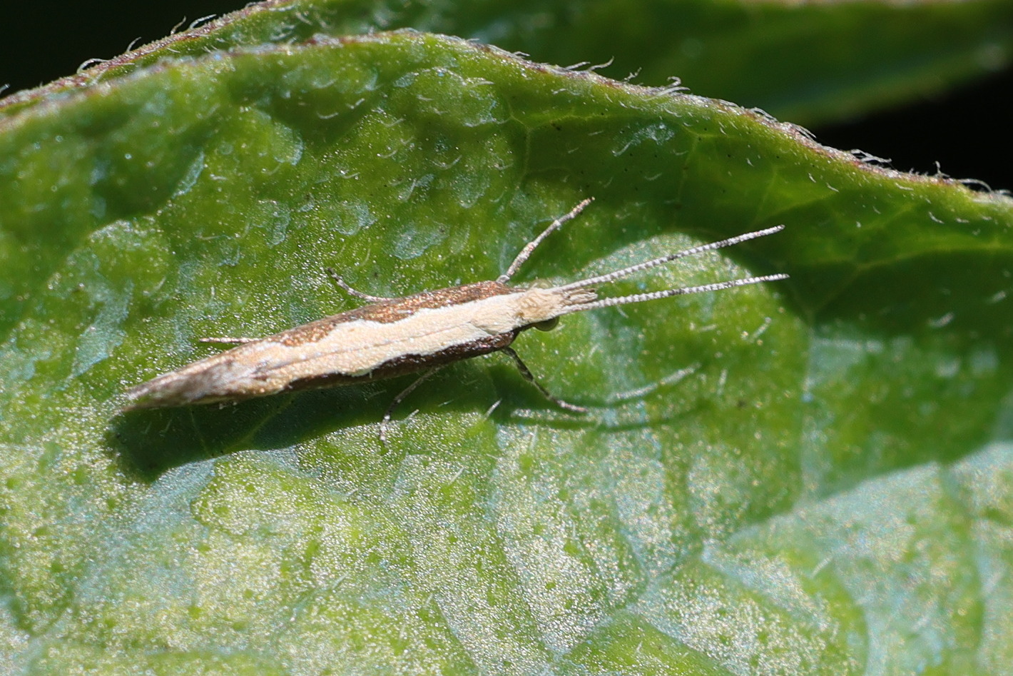 plutella_xylostella2md