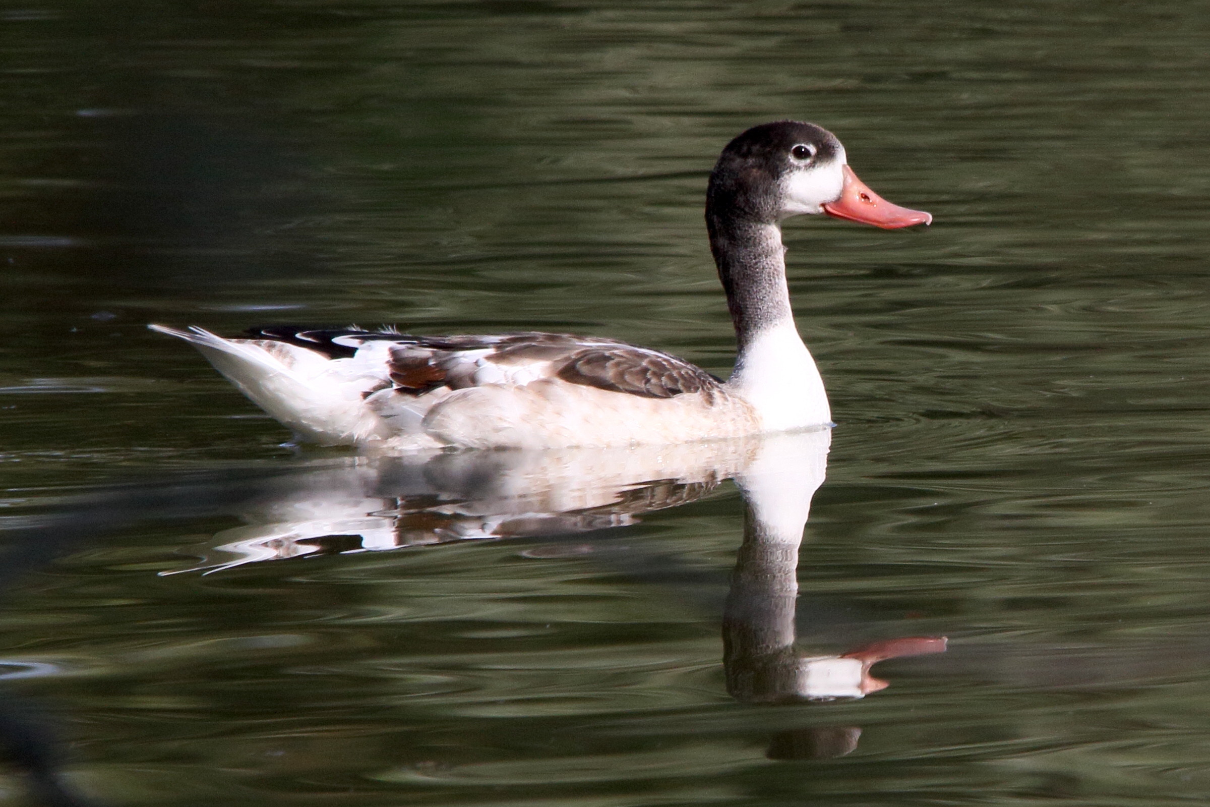 tadorne_de_belon_-_tadorna_tadorna12md