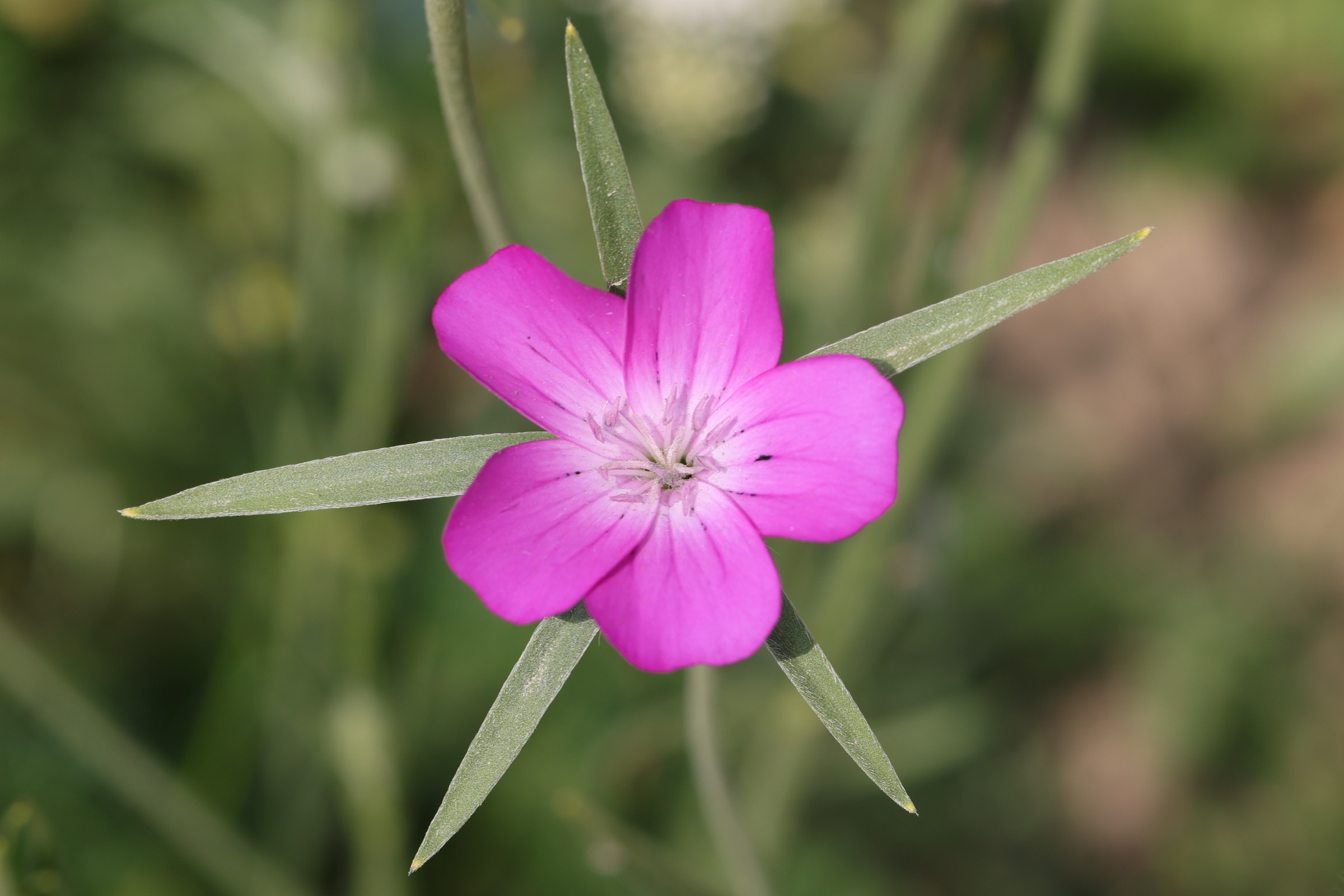 Afficher le média agrostemma_githago4md agrostemma_githago4md