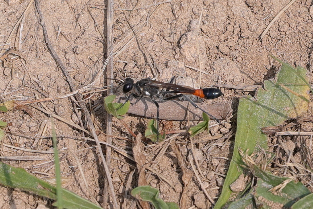 ammophila_sabulosa3md