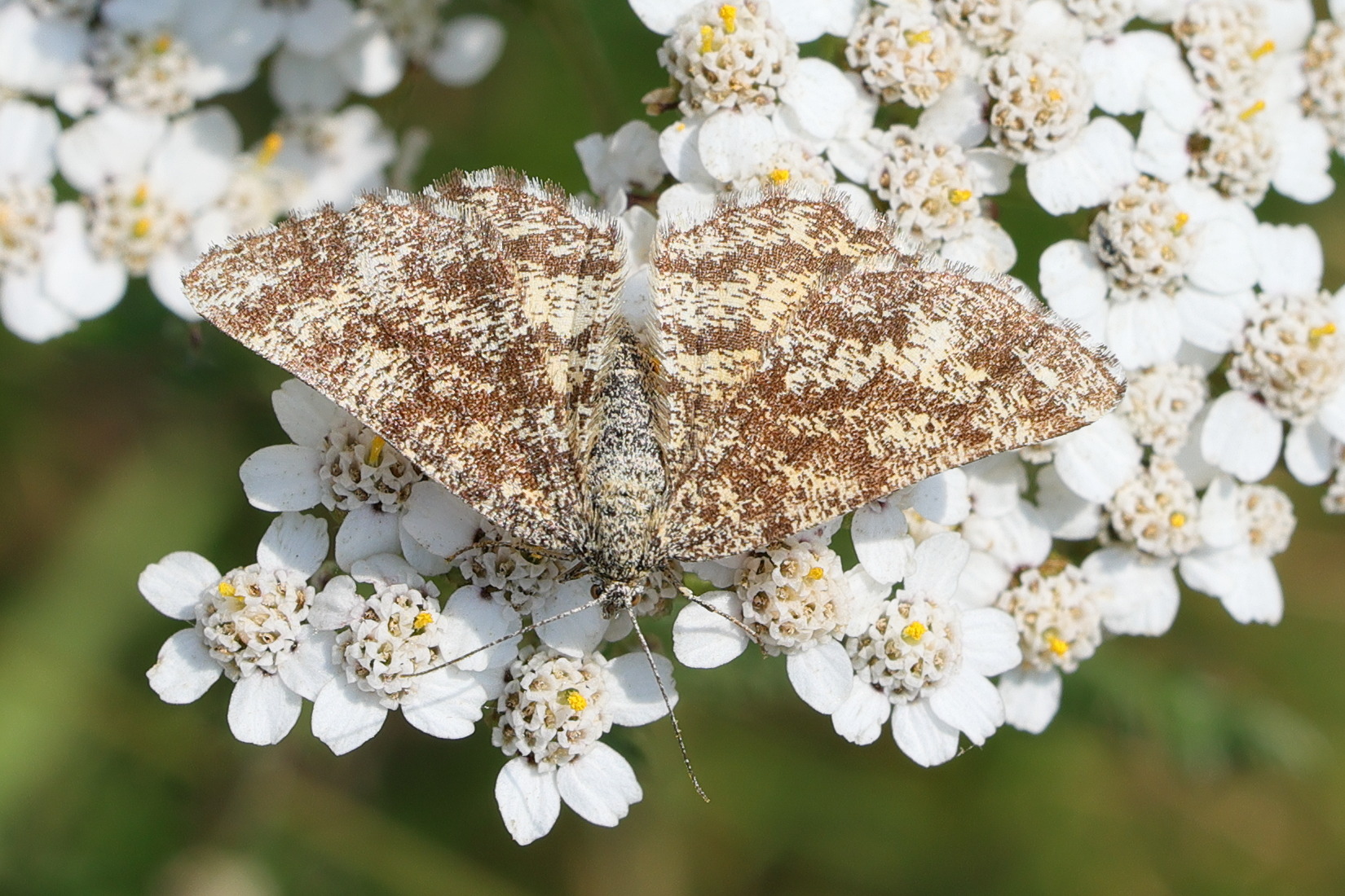 ematurga_atomaria6md