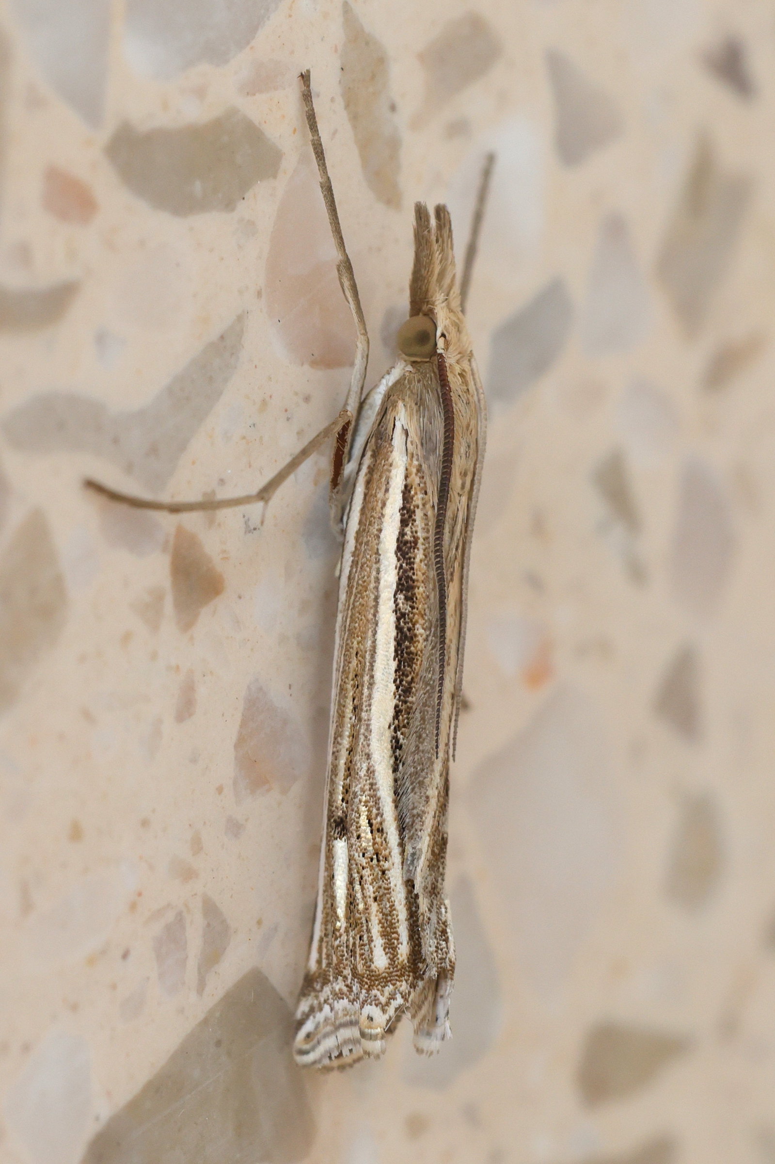 crambus_lathoniellus2md