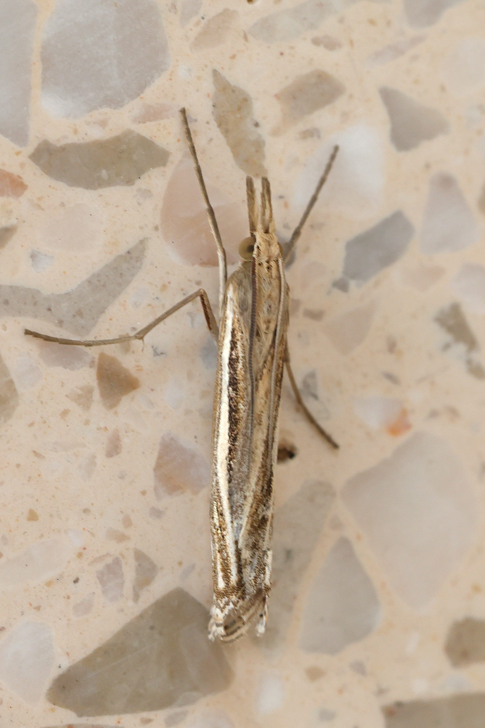 crambus_lathoniellus3md