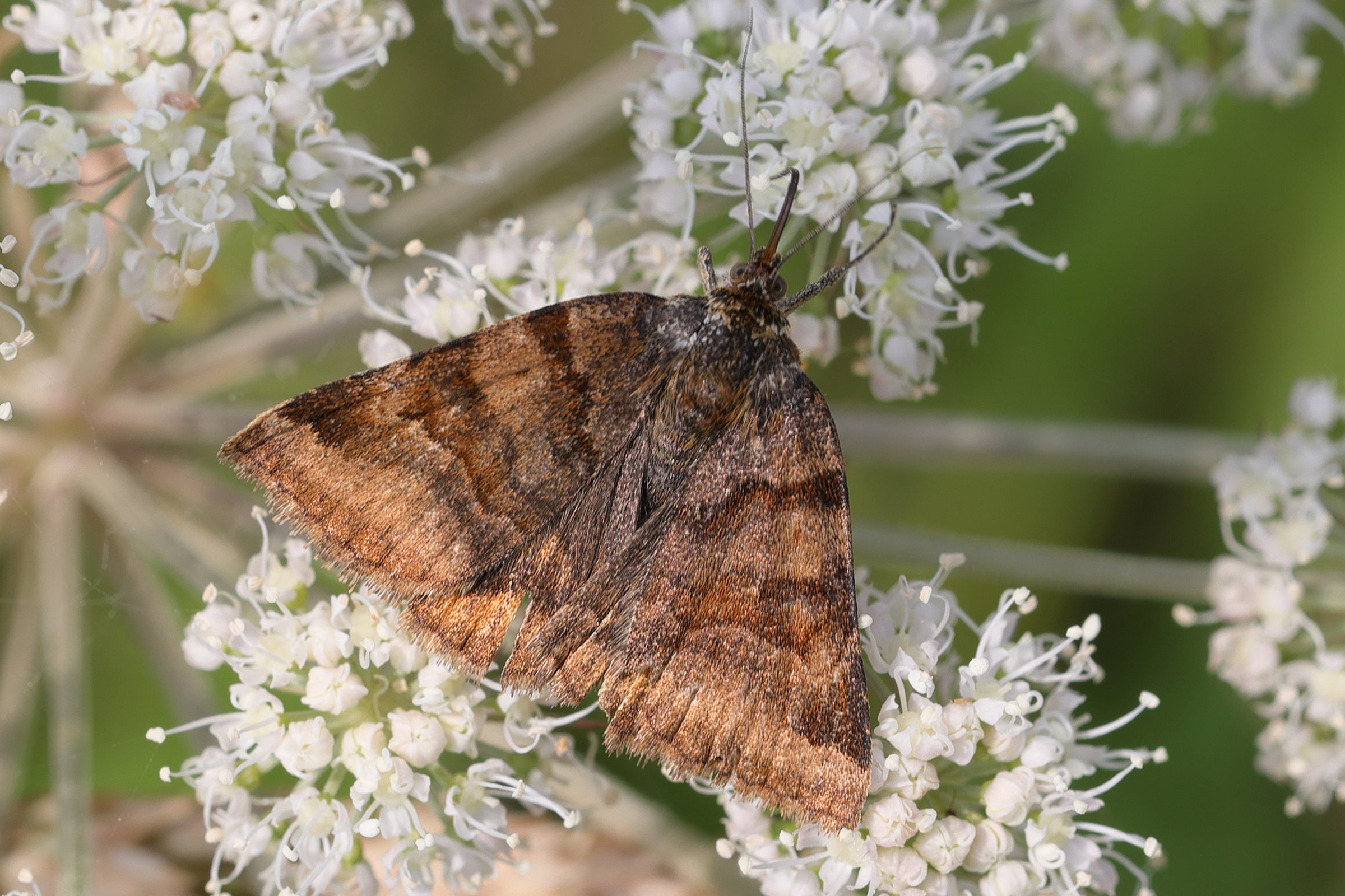 euclidia_glyphica2md