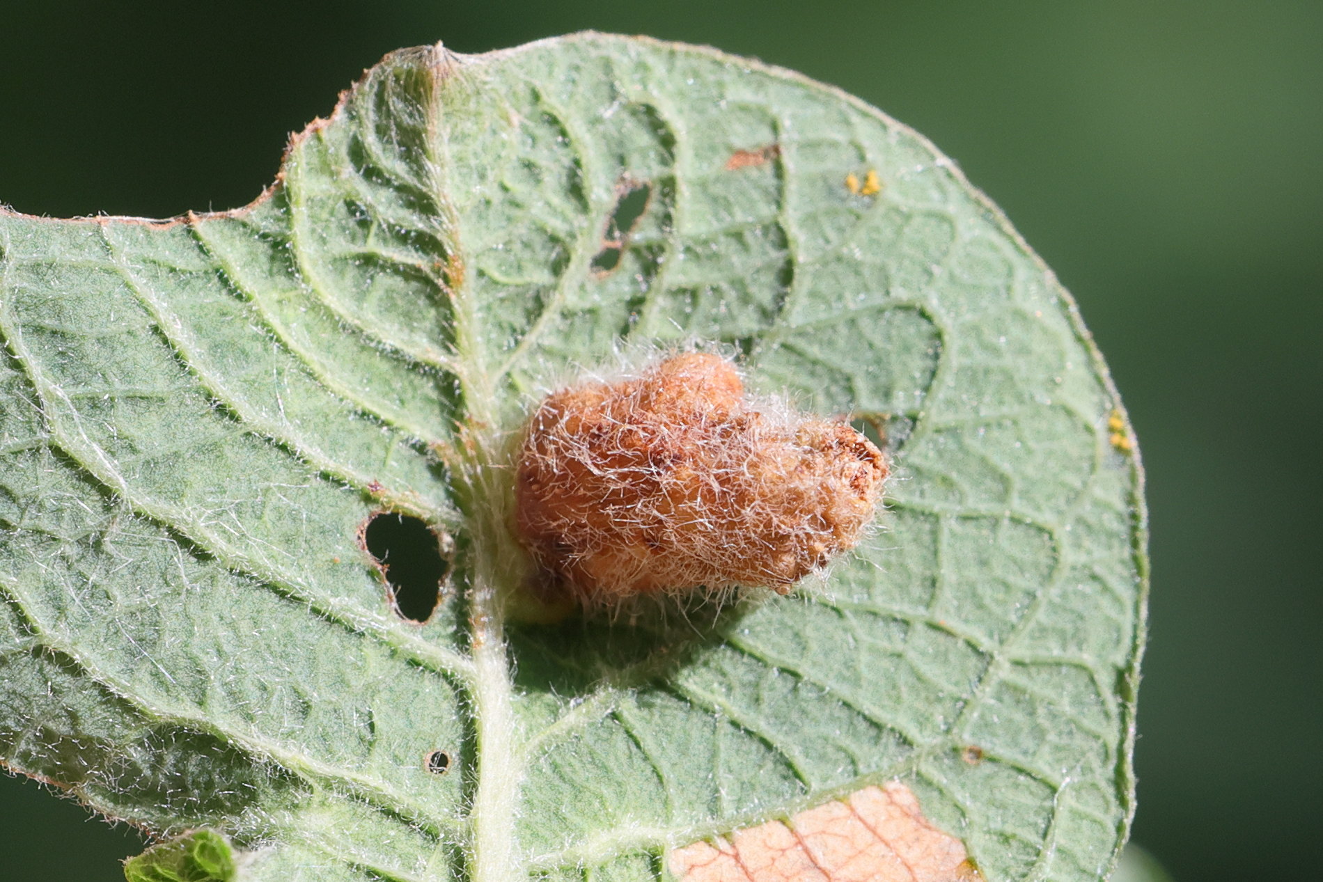 euura_pedunculi_galle1md