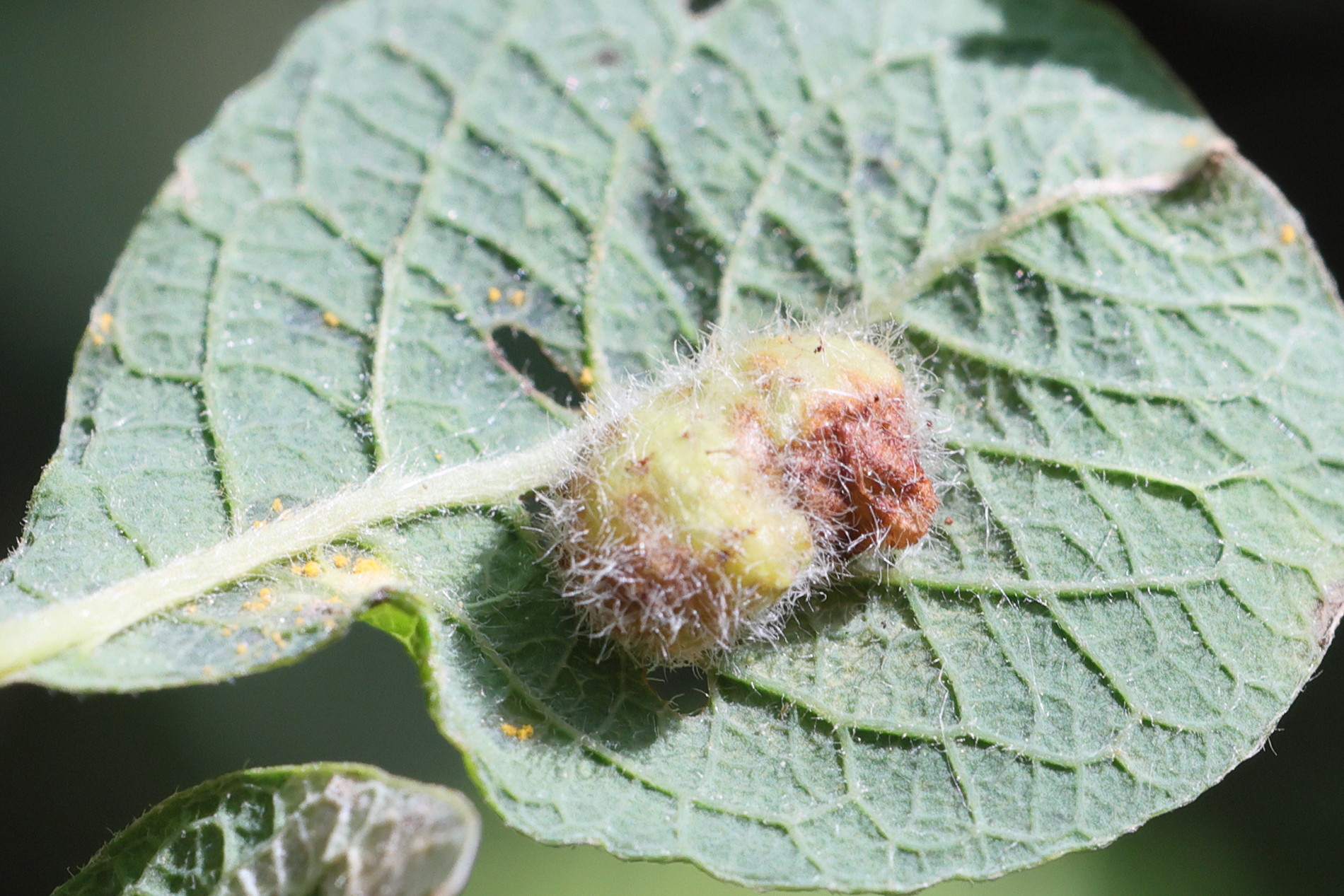 euura_pedunculi_galle2md