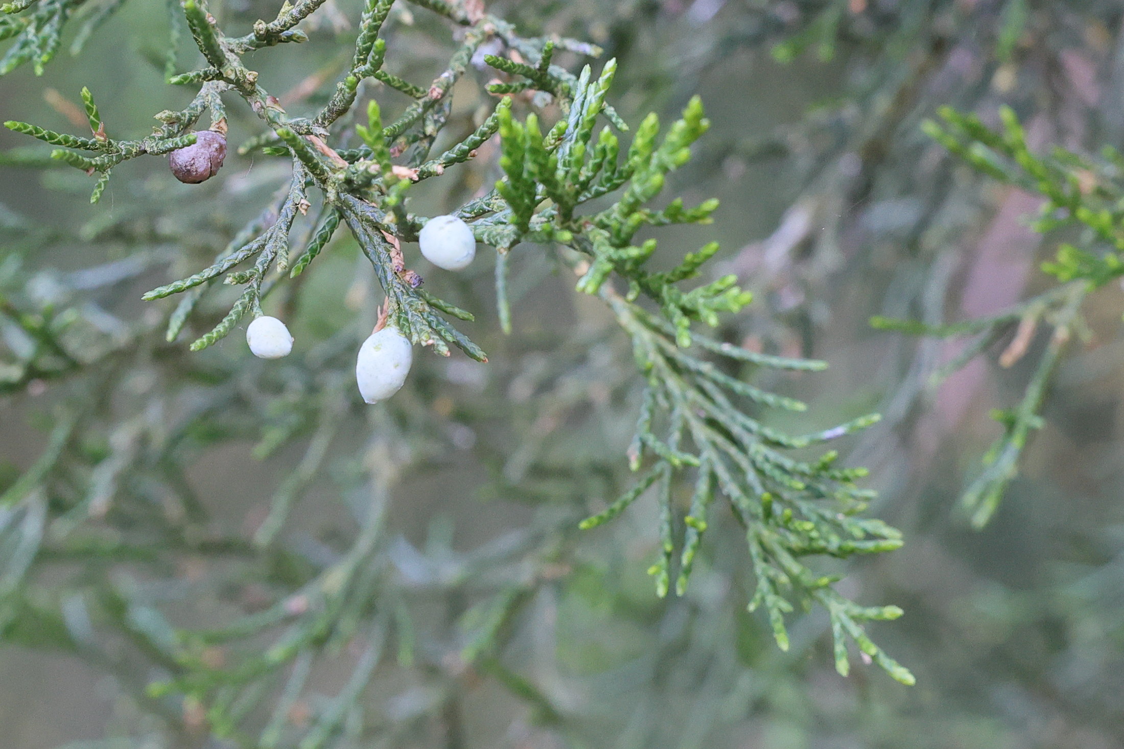 juniperus_thurifera6md
