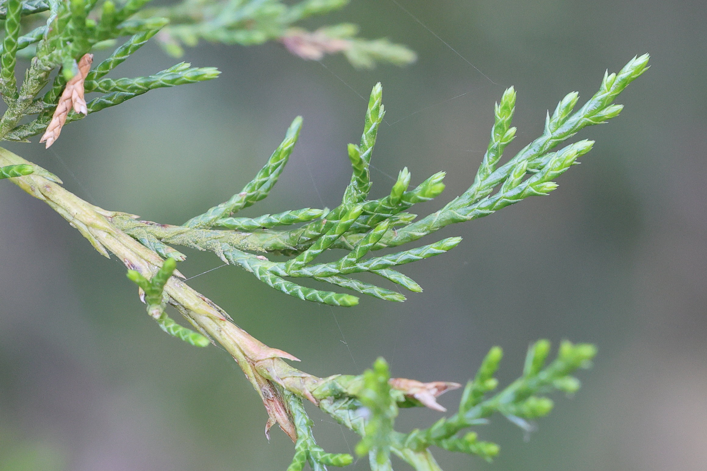 juniperus_thurifera7md