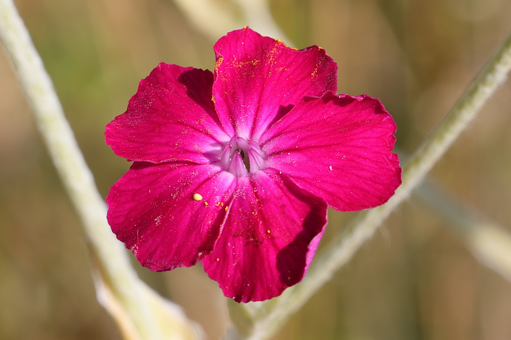 Afficher le média lychnis_coronaria5md lychnis_coronaria5md