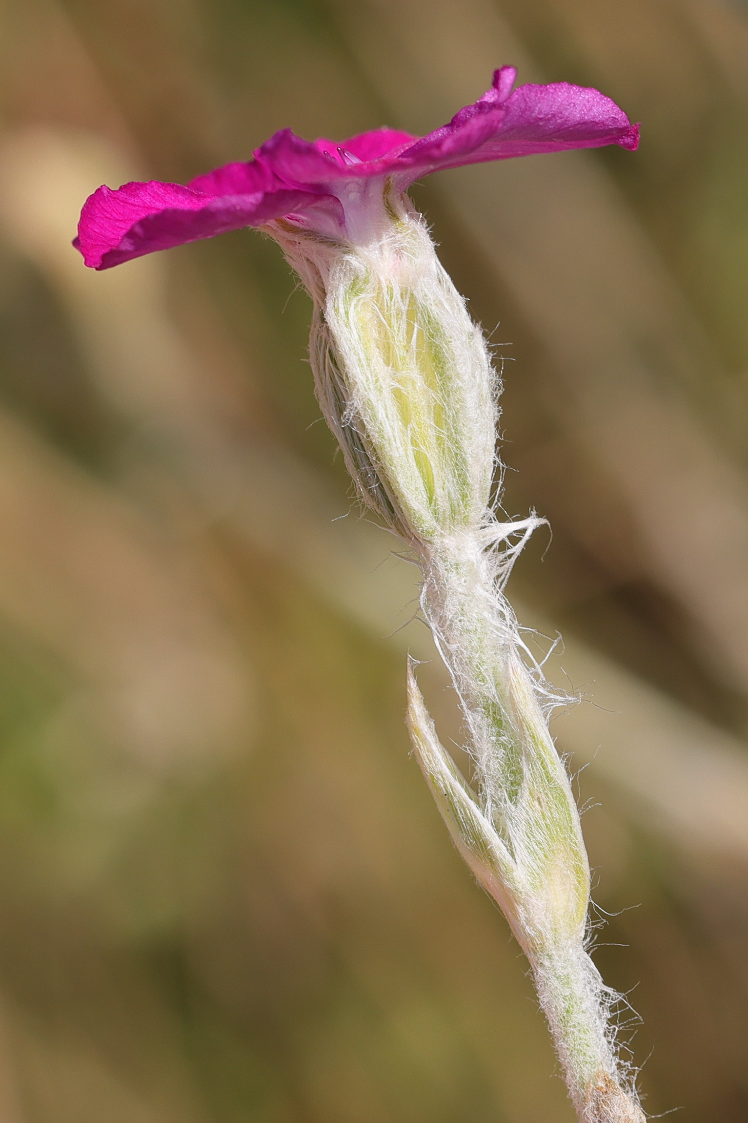 Afficher le média lychnis_coronaria6md lychnis_coronaria6md