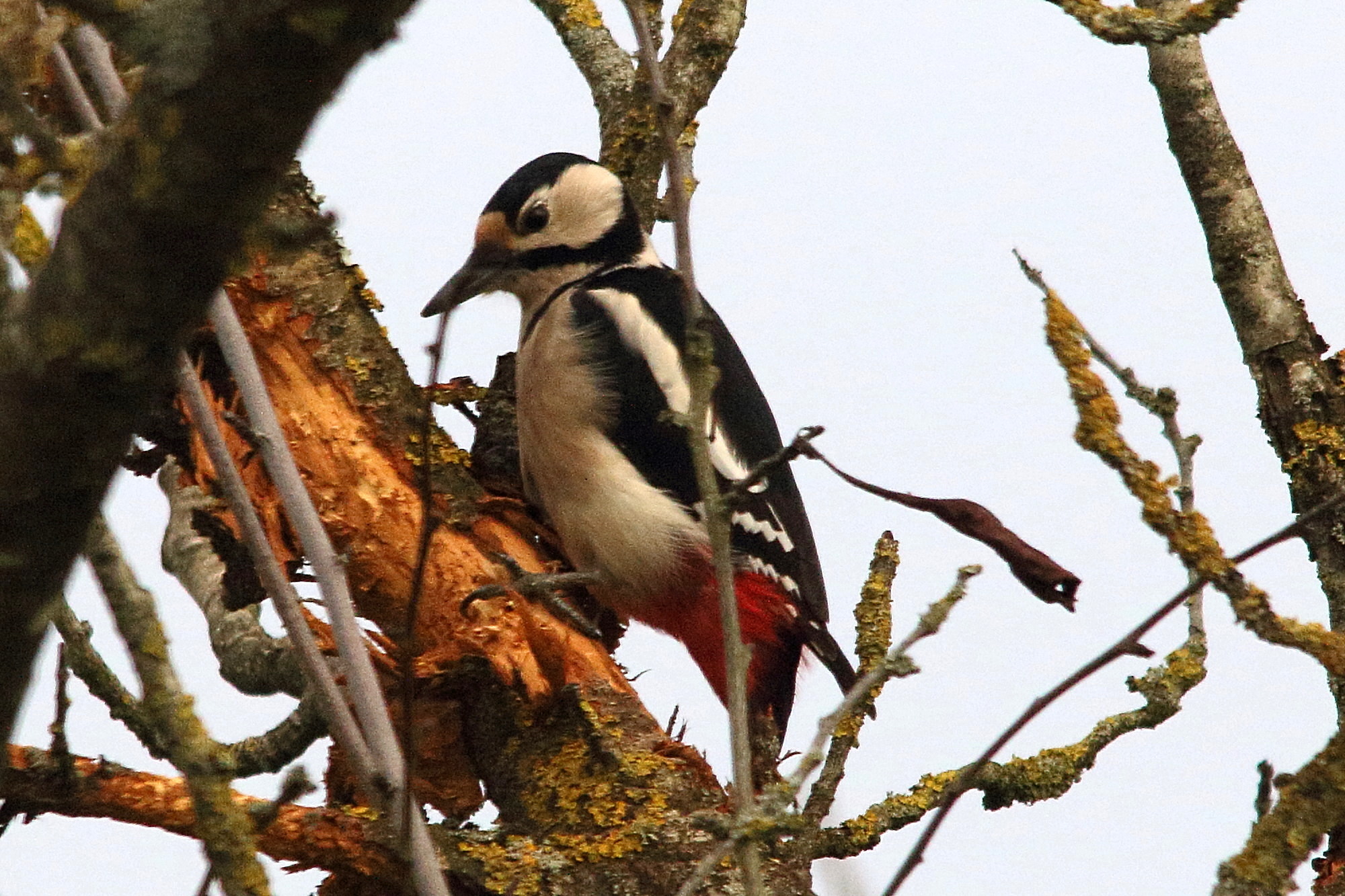 pic_epeiche_-_dendrocopos_major11md