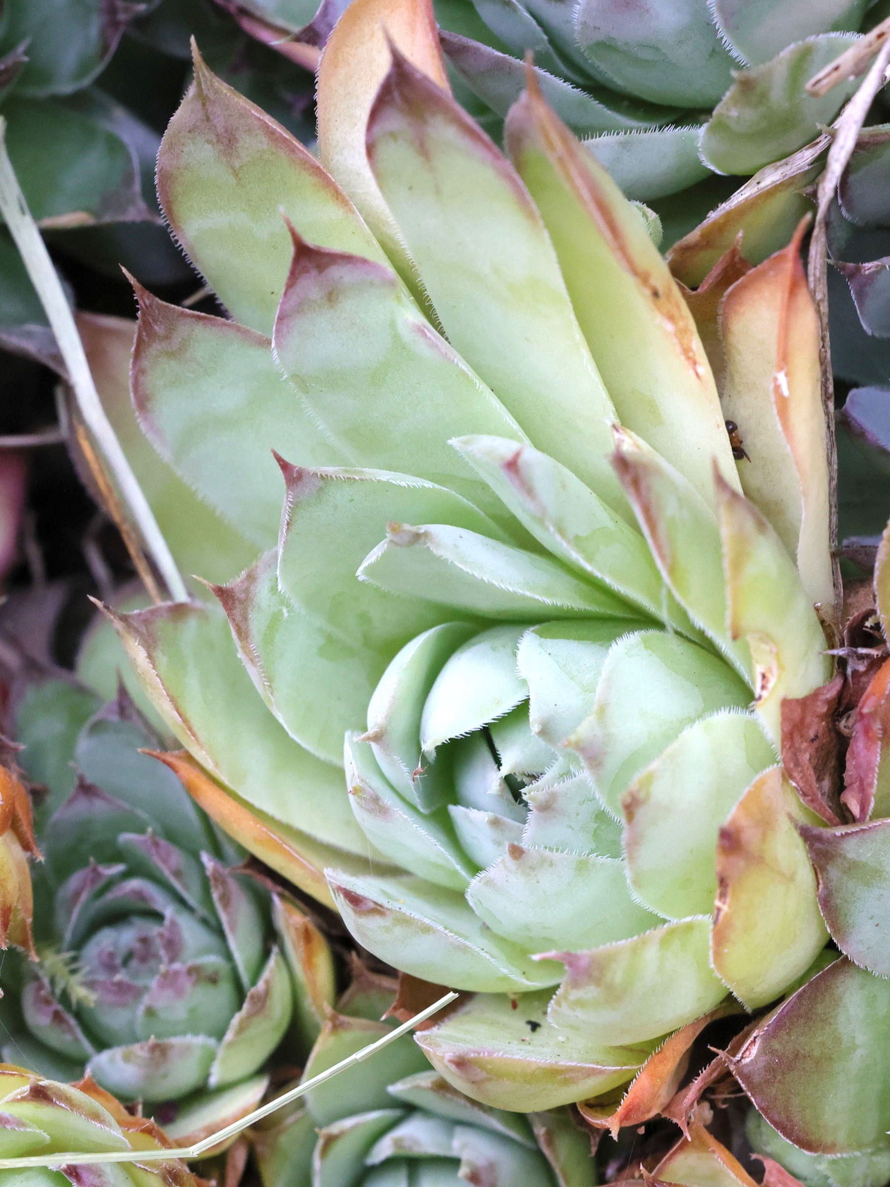 sempervivum_tectorum4md