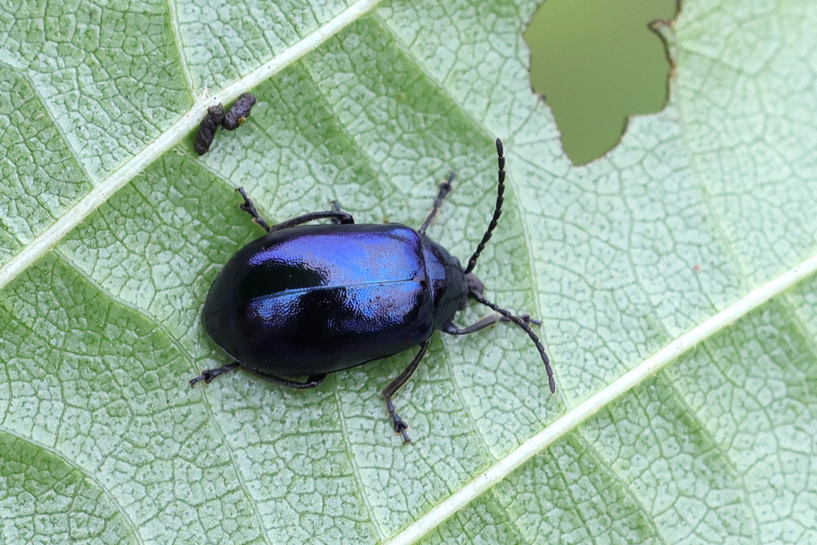 Afficher le média agelastica_alni1md agelastica_alni1md