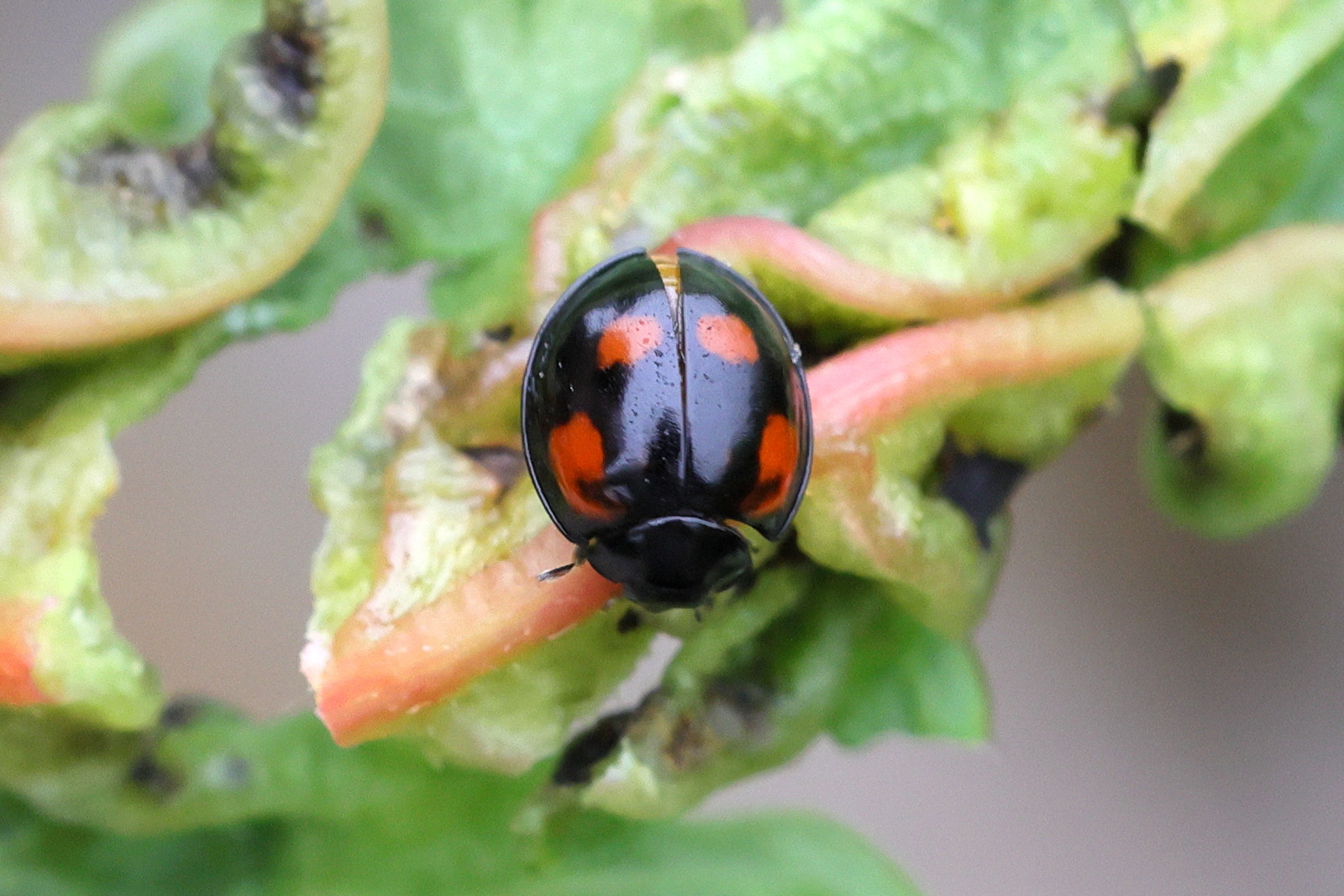 Afficher le média exochomus_quadripustulatus1md exochomus_quadripustulatus1md