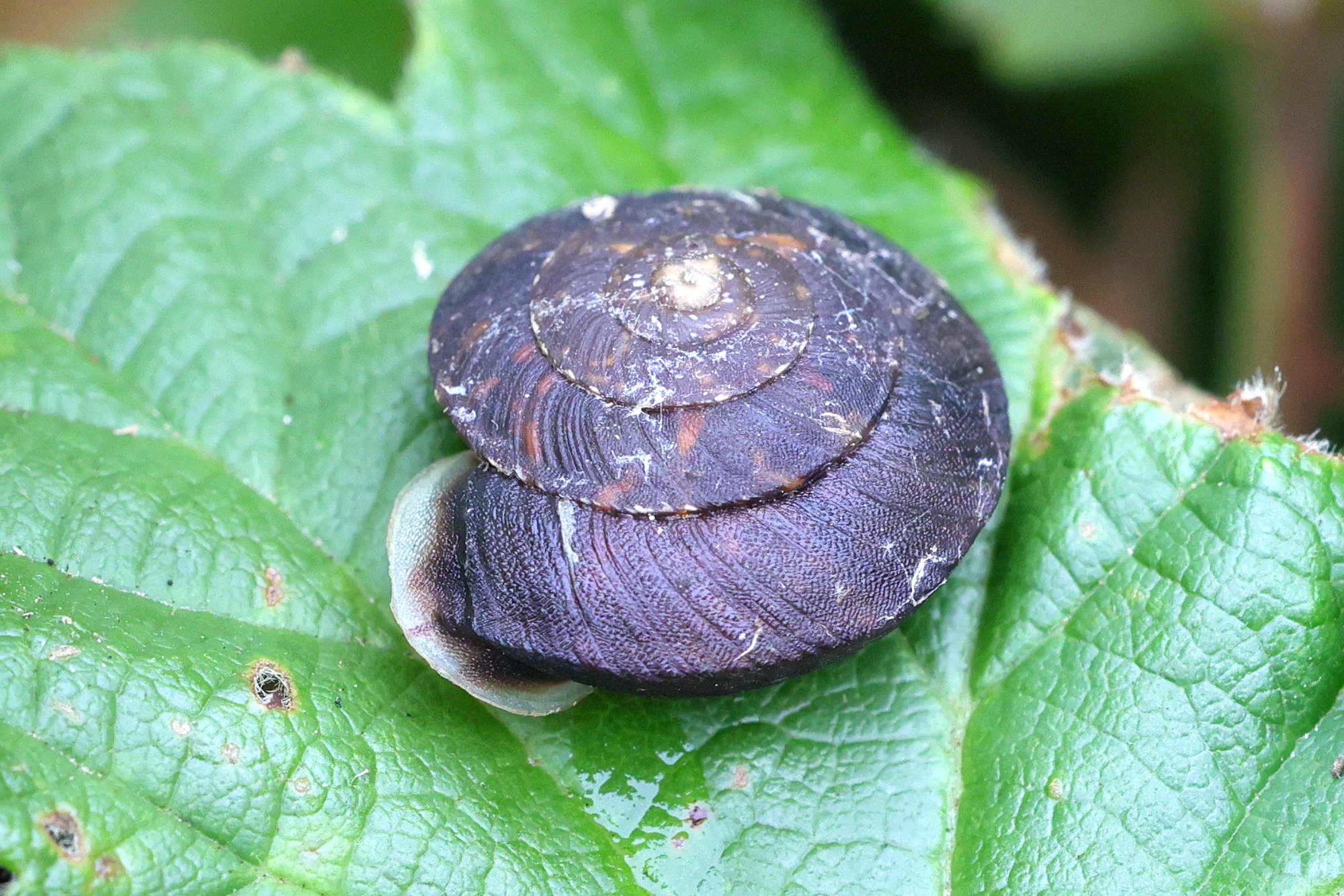 helicigona_lapicida1md