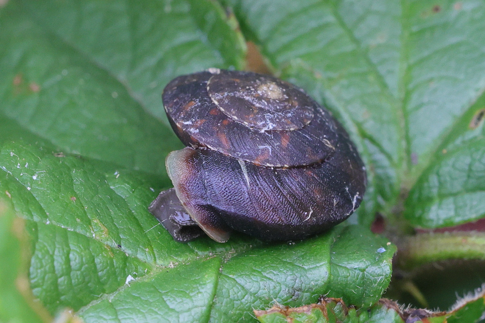 helicigona_lapicida3md