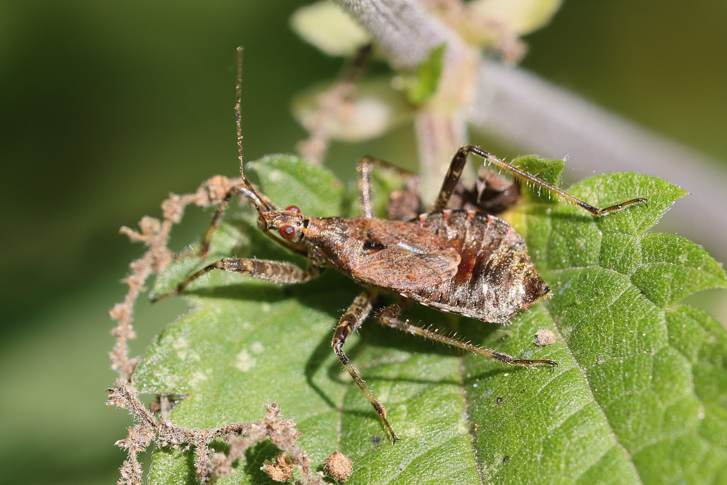 himacerus_apterus3md