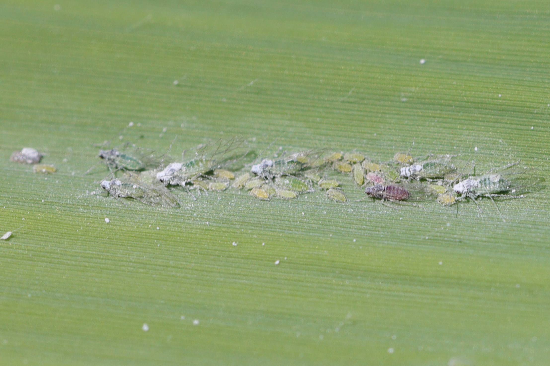 hyalopterus_pruni3md