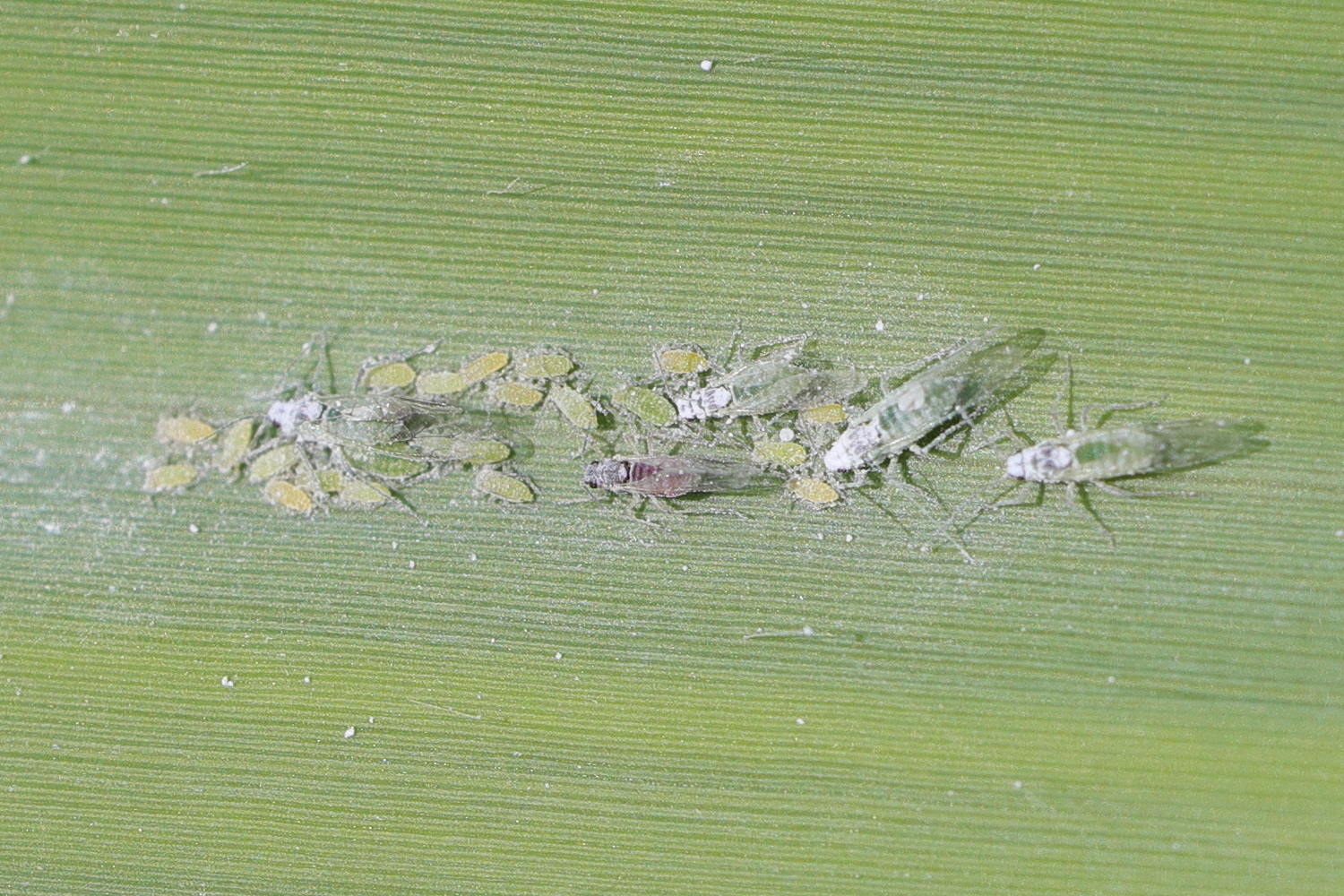 hyalopterus_pruni4md