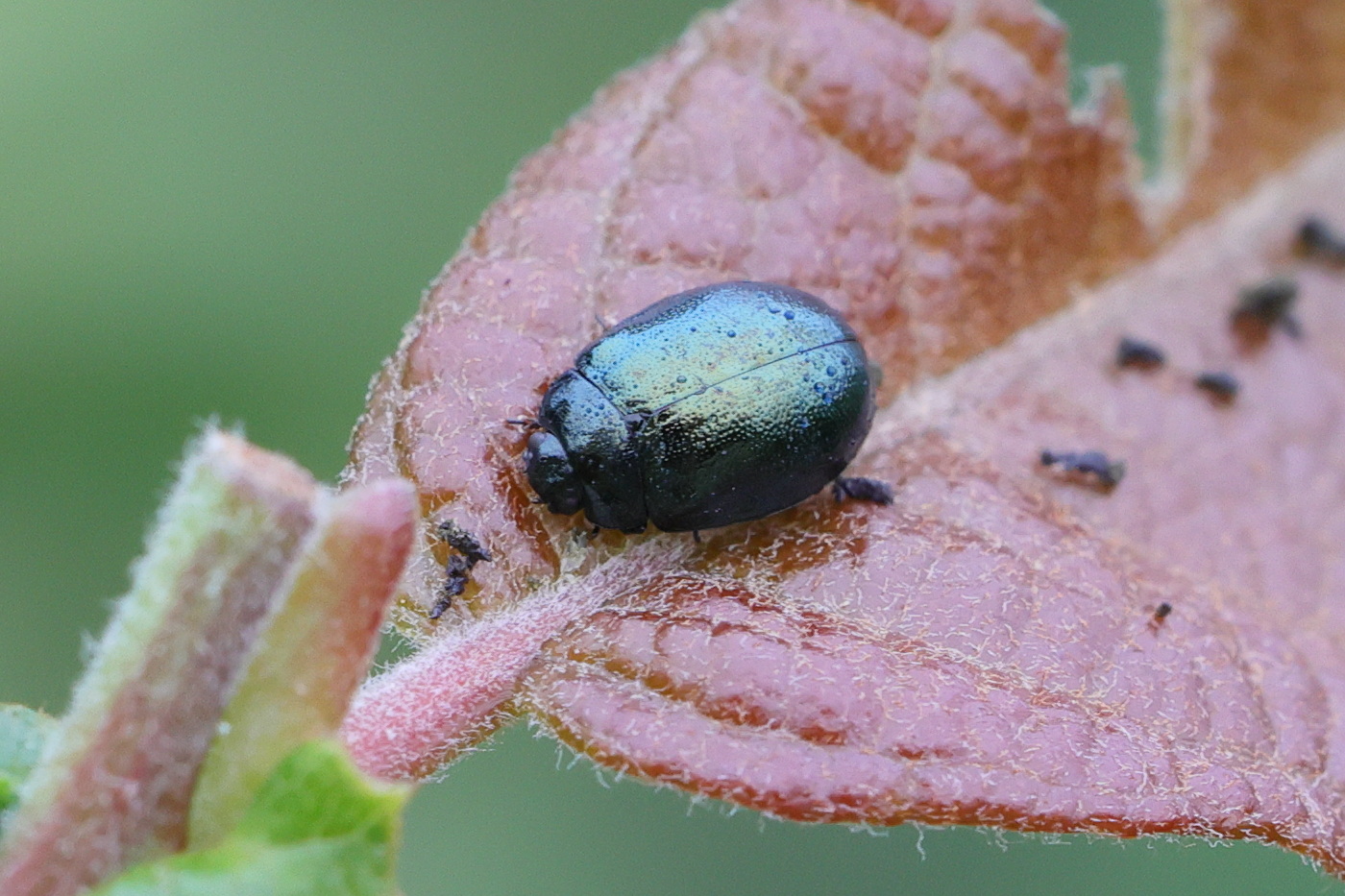 Afficher le média plagiodera_versicolora1md plagiodera_versicolora1md