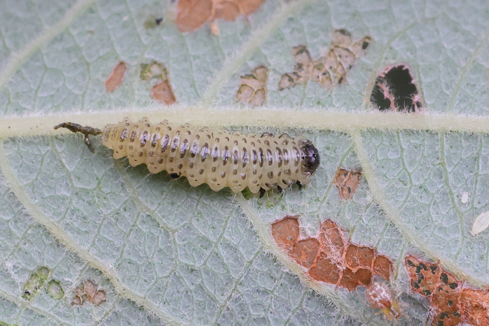 Afficher le média plagiodera_versicolora_larv1md plagiodera_versicolora_larv1md