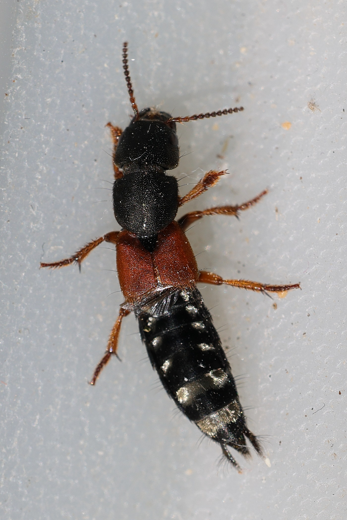 platydracus_stercorarius2md