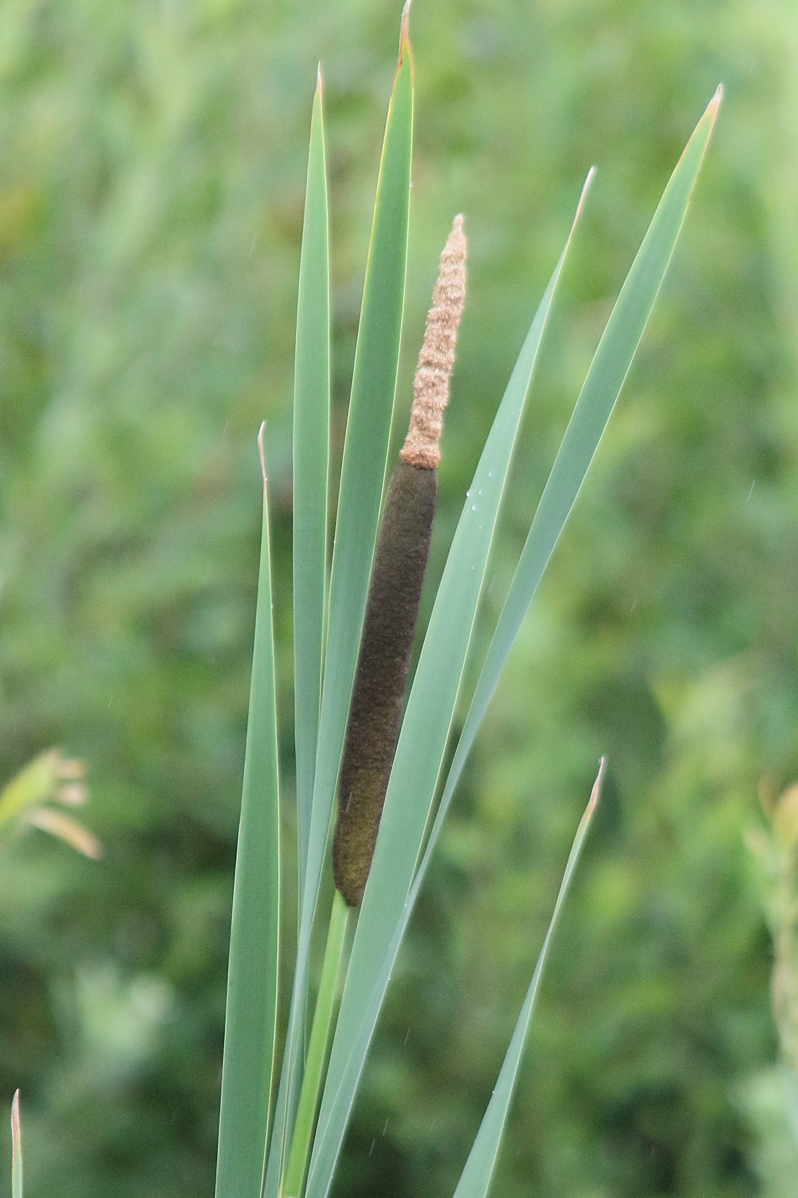 Afficher le média typha_latifolia9md typha_latifolia9md