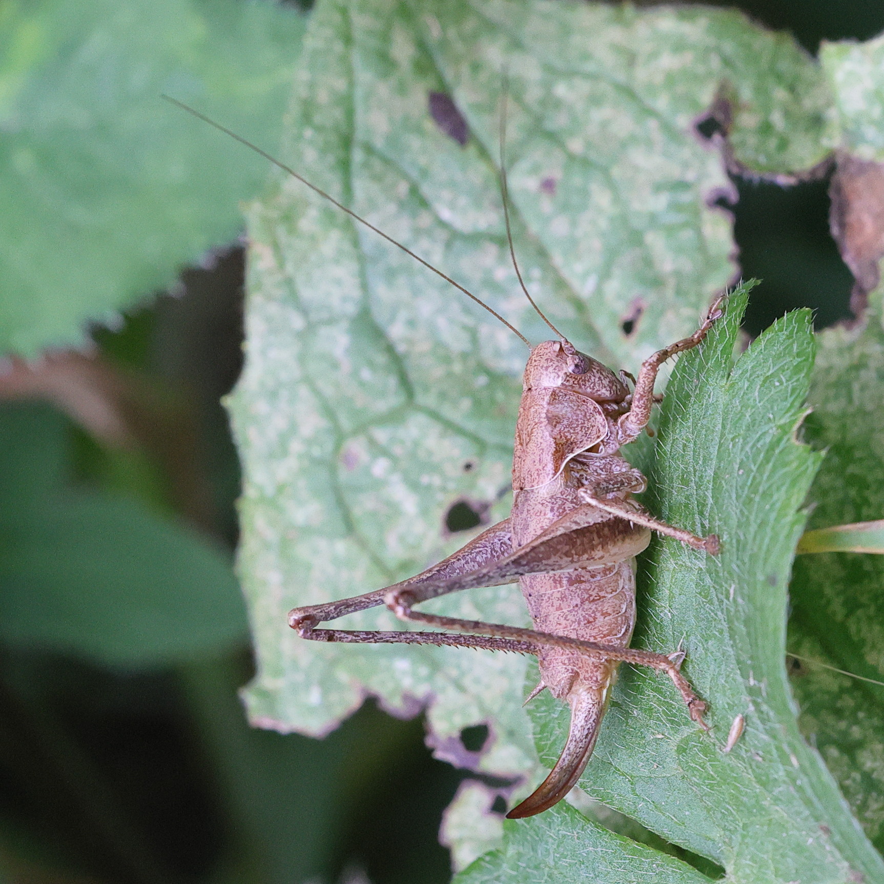 pholidoptera_griseoaptera13md