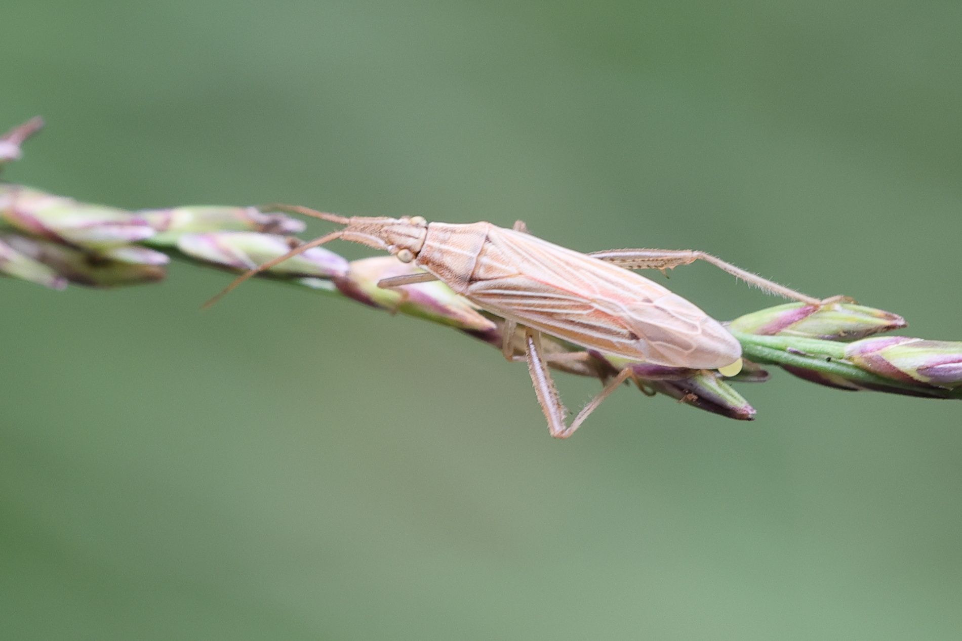 stenodema_calcarata1md