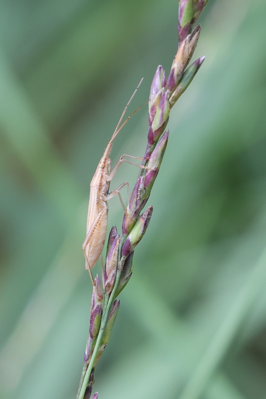 stenodema_calcarata2md