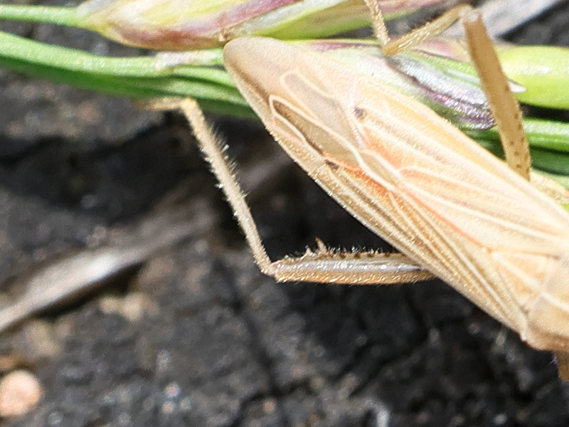 stenodema_calcarata3md