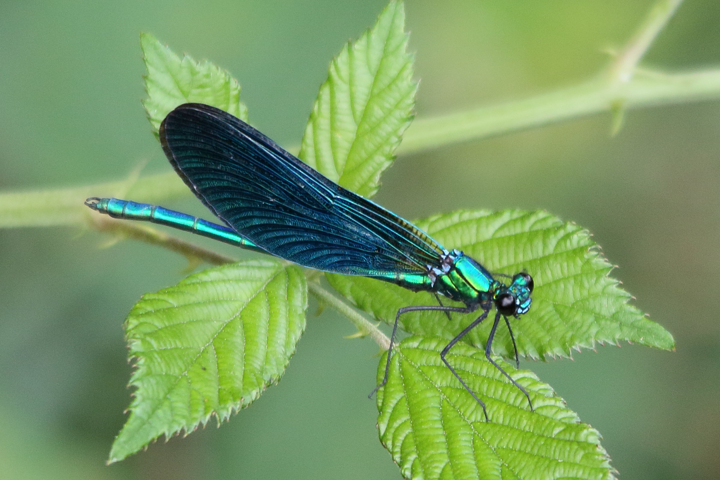 Afficher le média calopteryx_virgo3md calopteryx_virgo3md