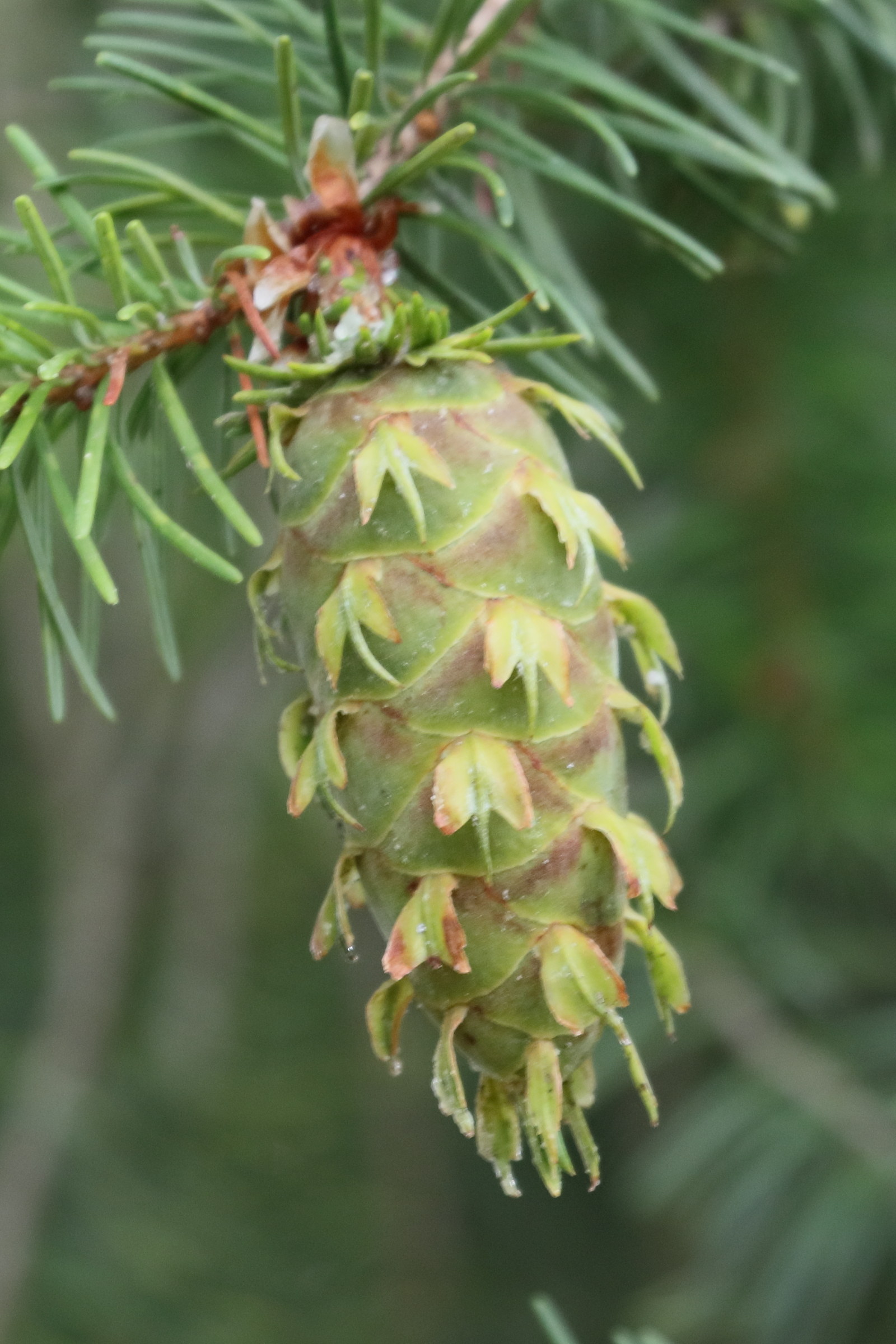 Afficher le média pseudotsuga_menziesii5bdjpg pseudotsuga_menziesii5bdjpg