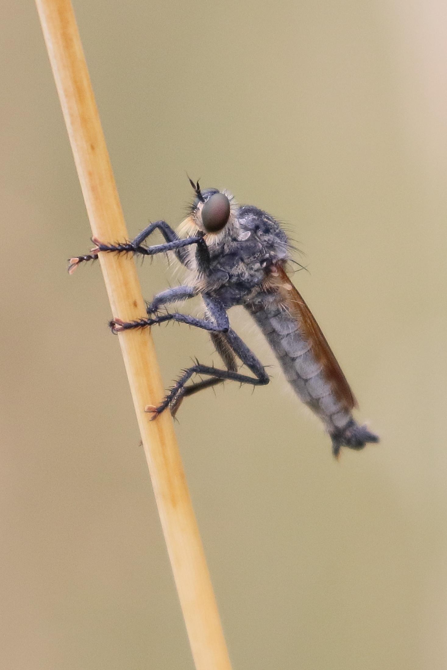 eutolmus_rufibarbis1bd