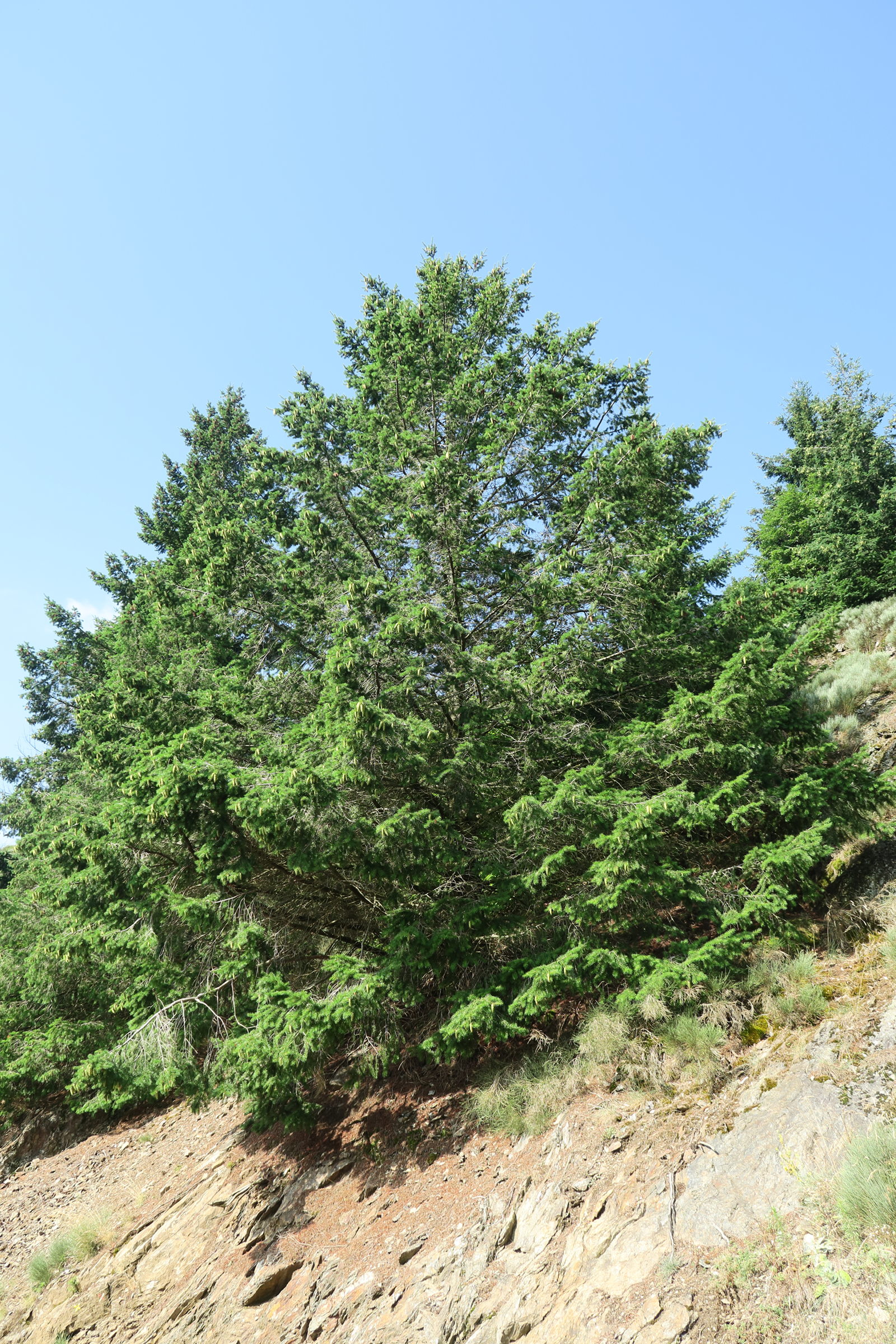 Afficher le média pseudotsuga_menziesii1md pseudotsuga_menziesii1md