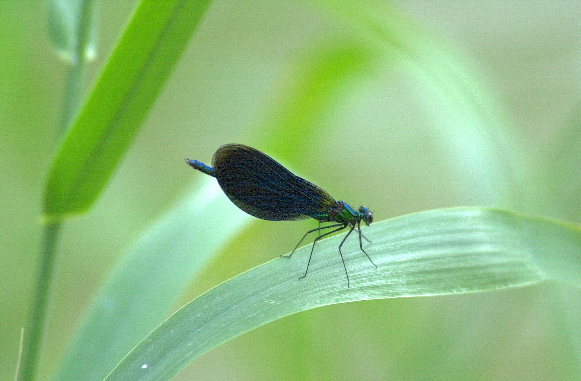 Afficher le média calopteryx_virgo1bd calopteryx_virgo1bd