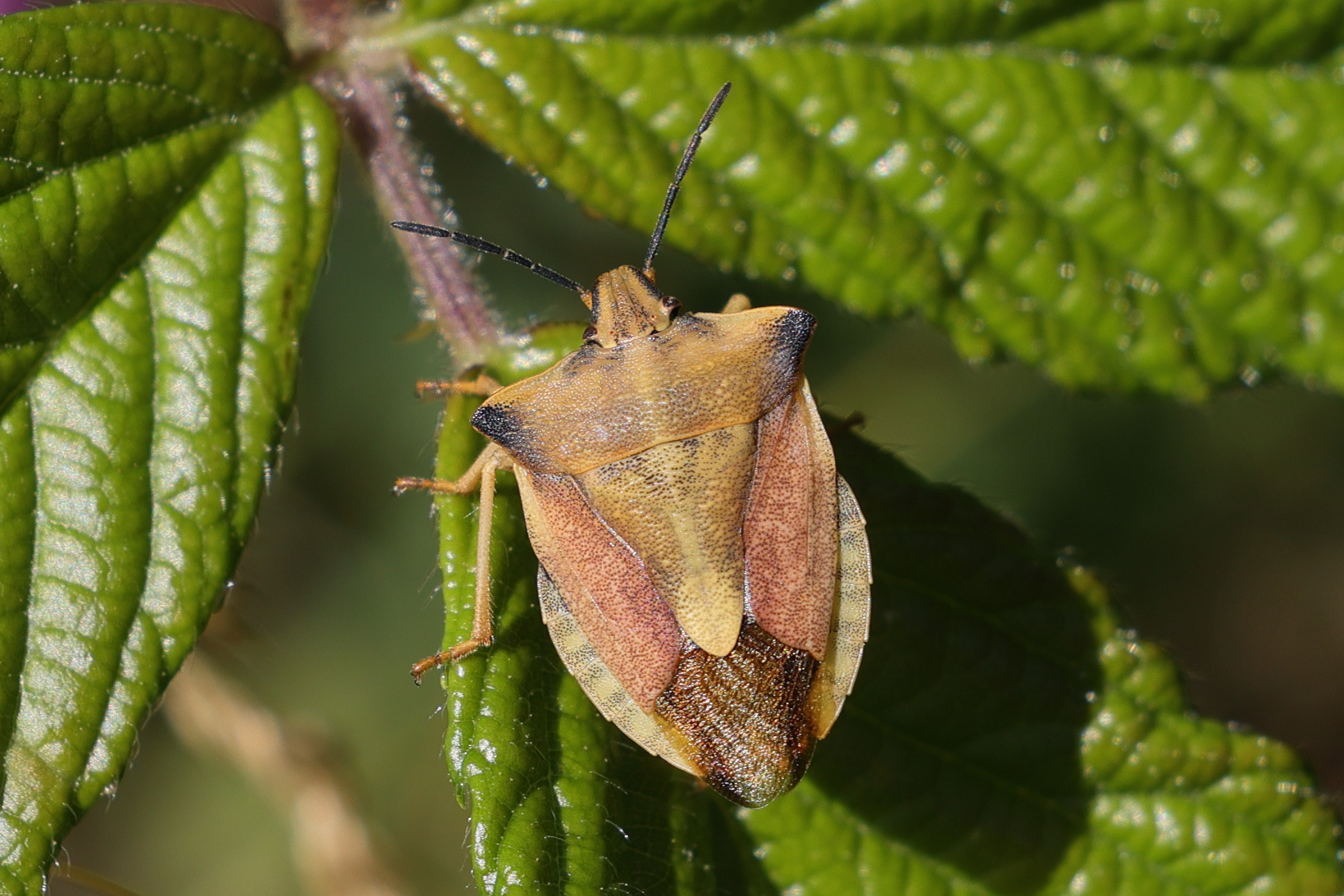 carpocoris_fuscispinus5md