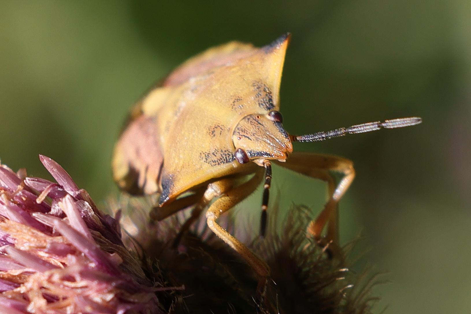 carpocoris_fuscispinus6md