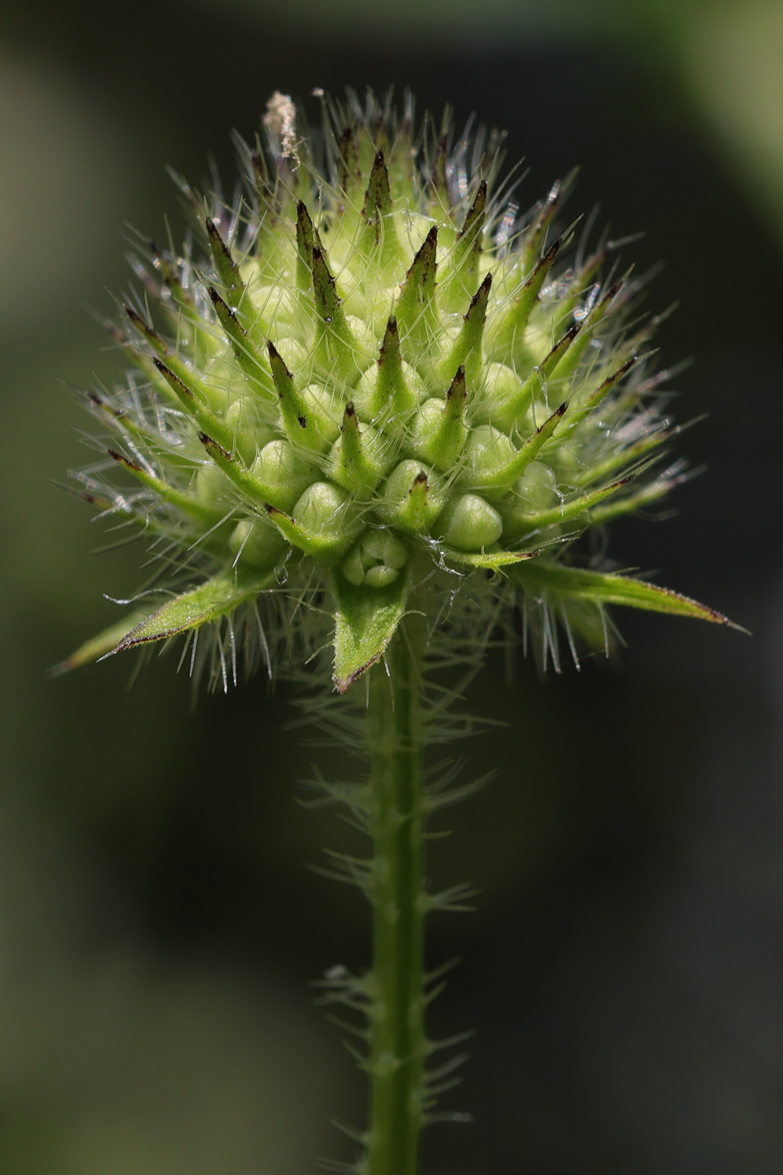 dipsacus_pilosus6md