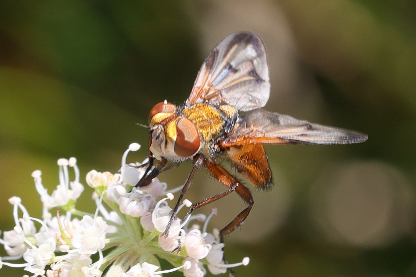 ectophasia_crassipennis10md