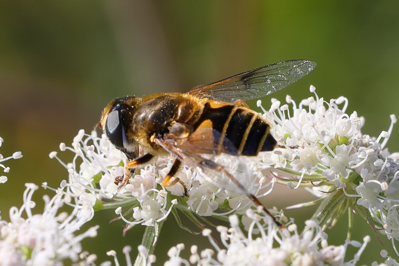 eristalis_horticola2md