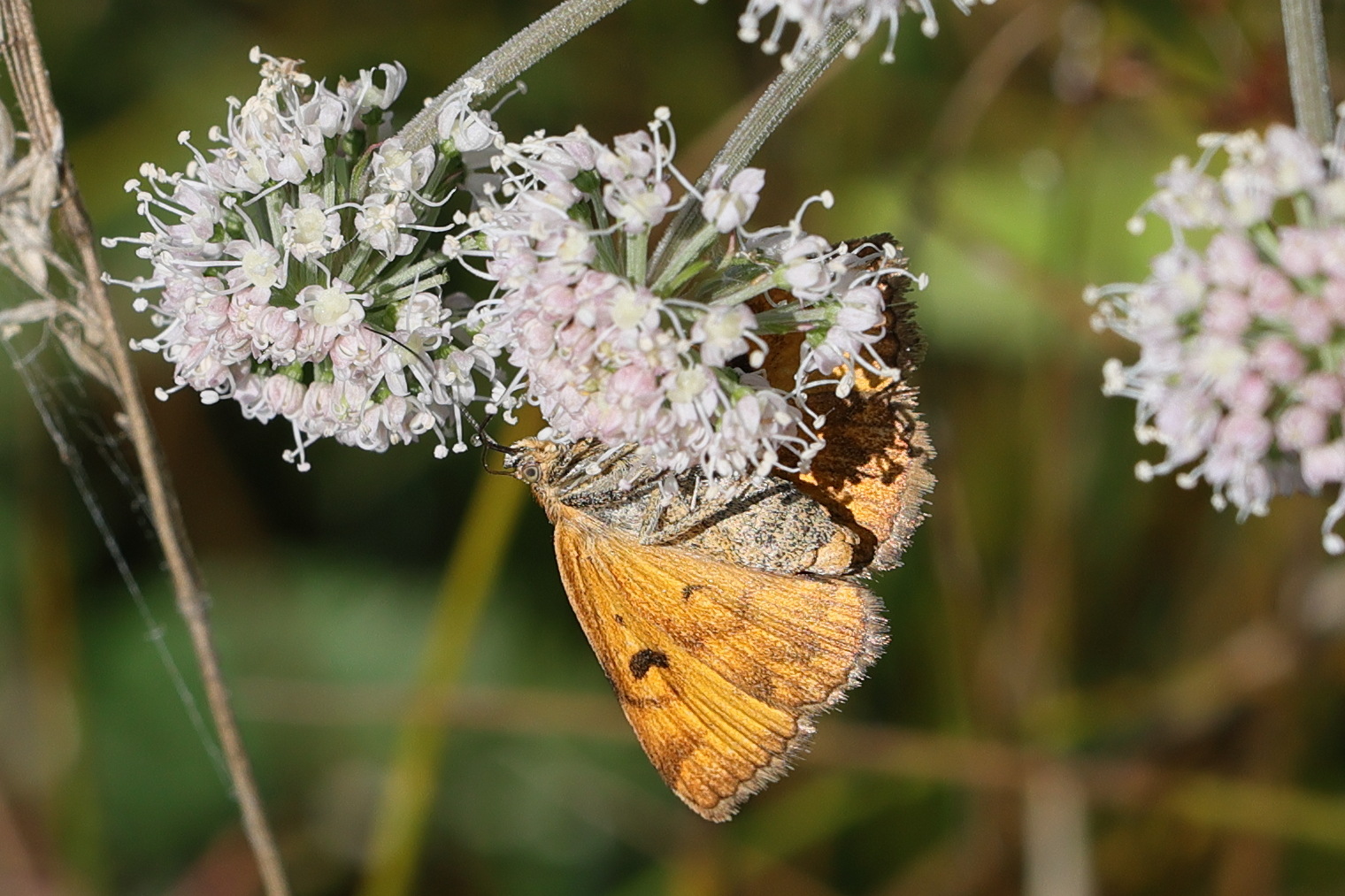 euclidia_glyphica7md