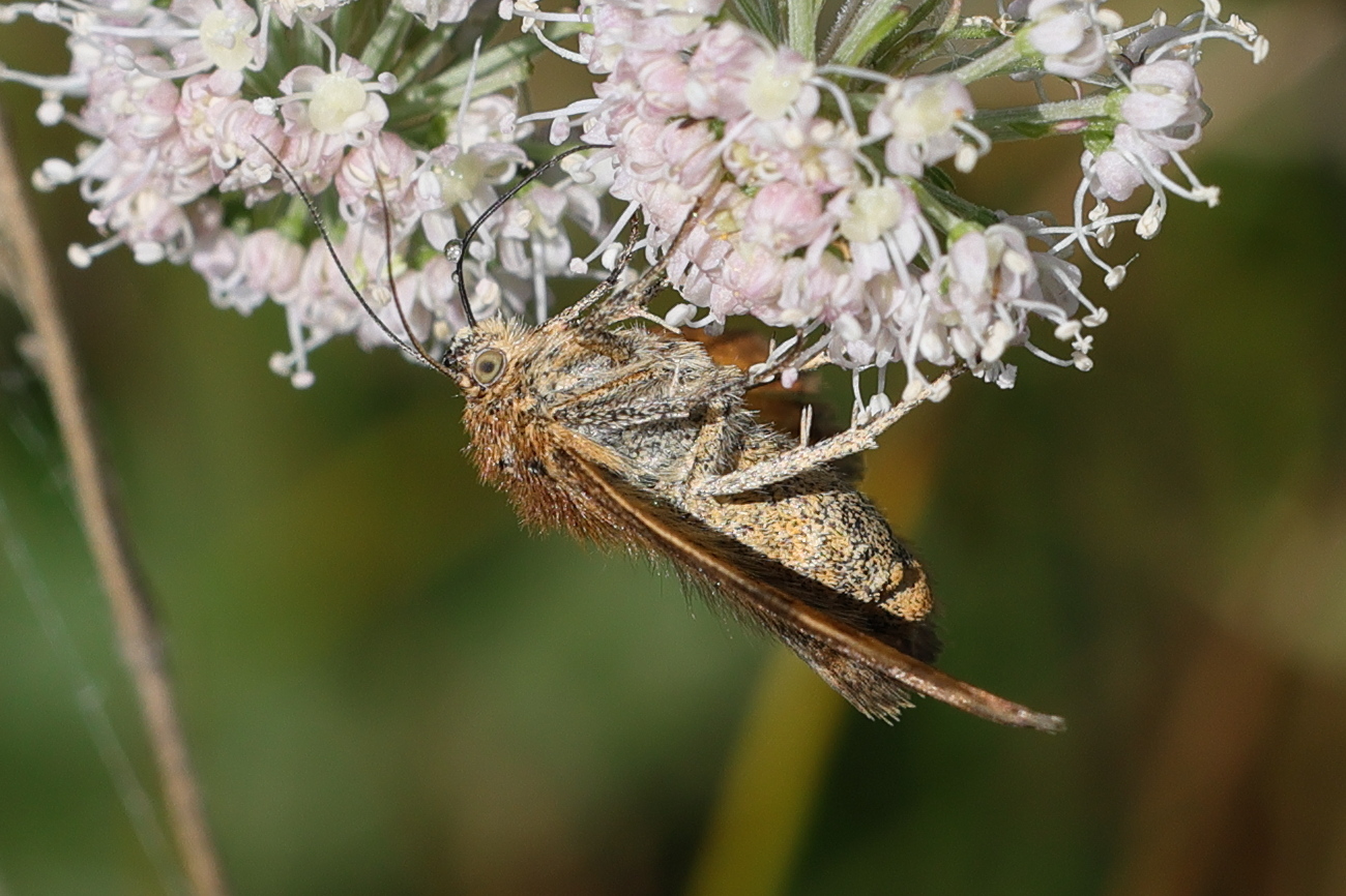 euclidia_glyphica8md