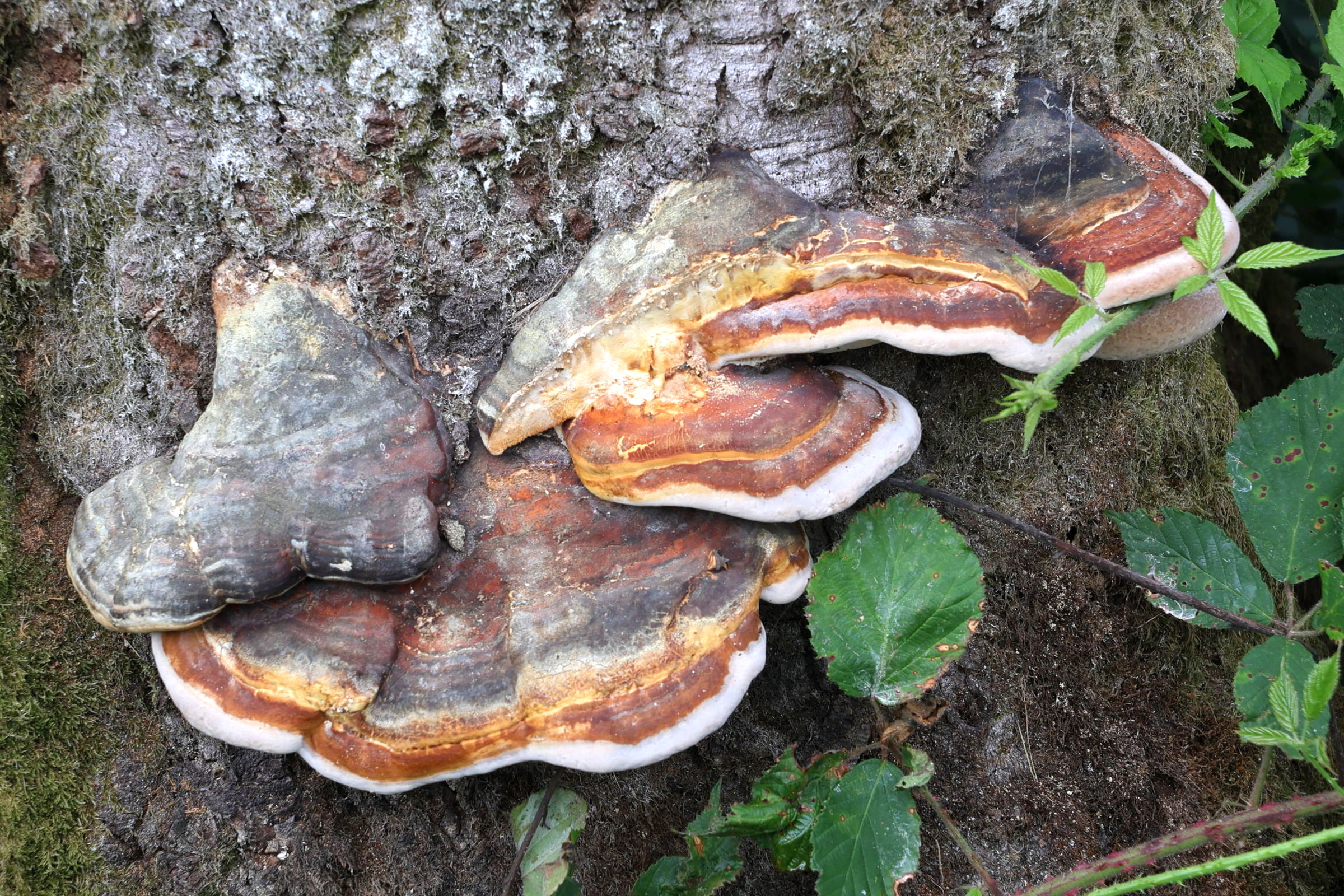 Afficher le média fomitopsis_pinicola2md fomitopsis_pinicola2md