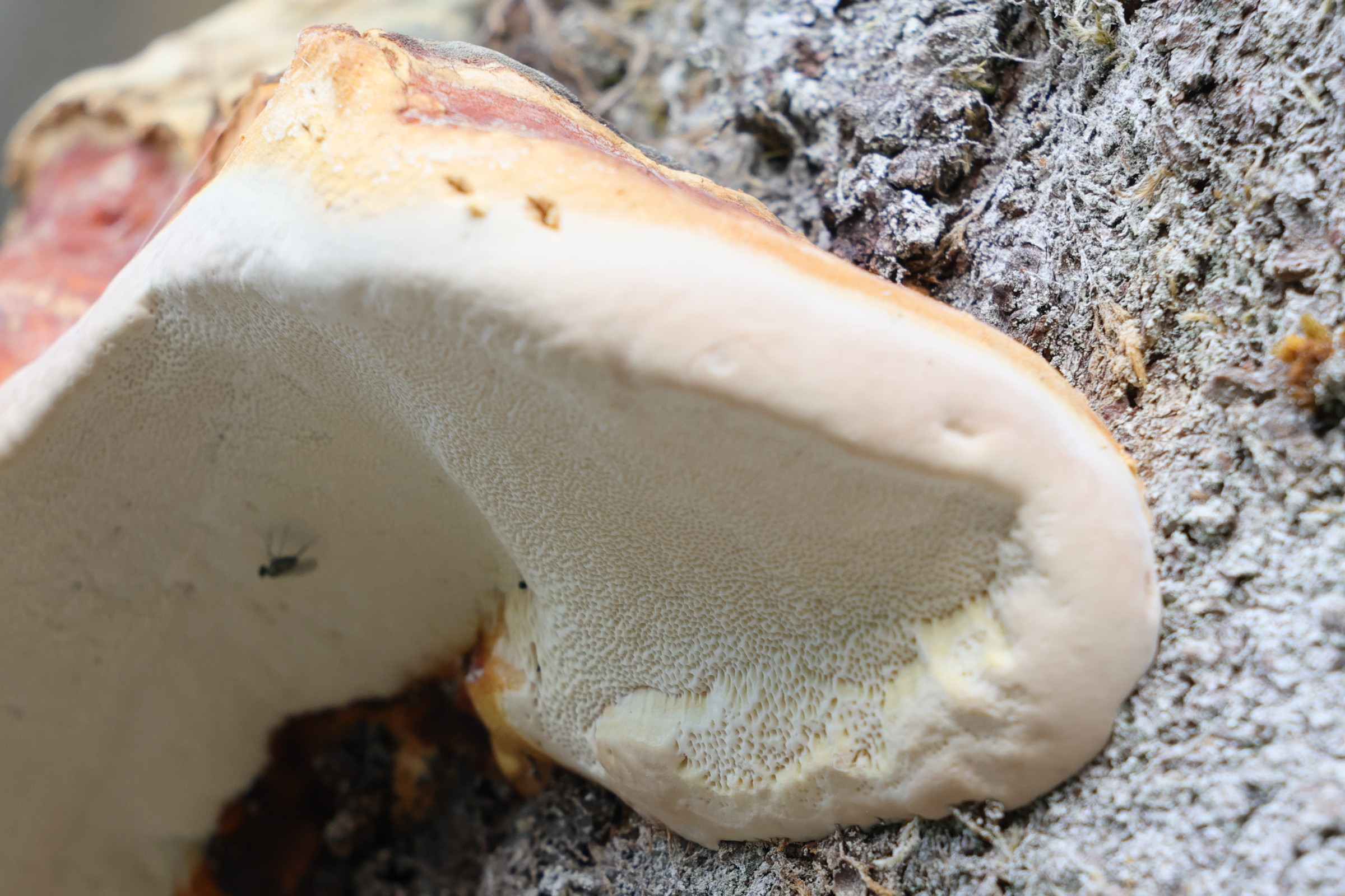 Afficher le média fomitopsis_pinicola3md fomitopsis_pinicola3md